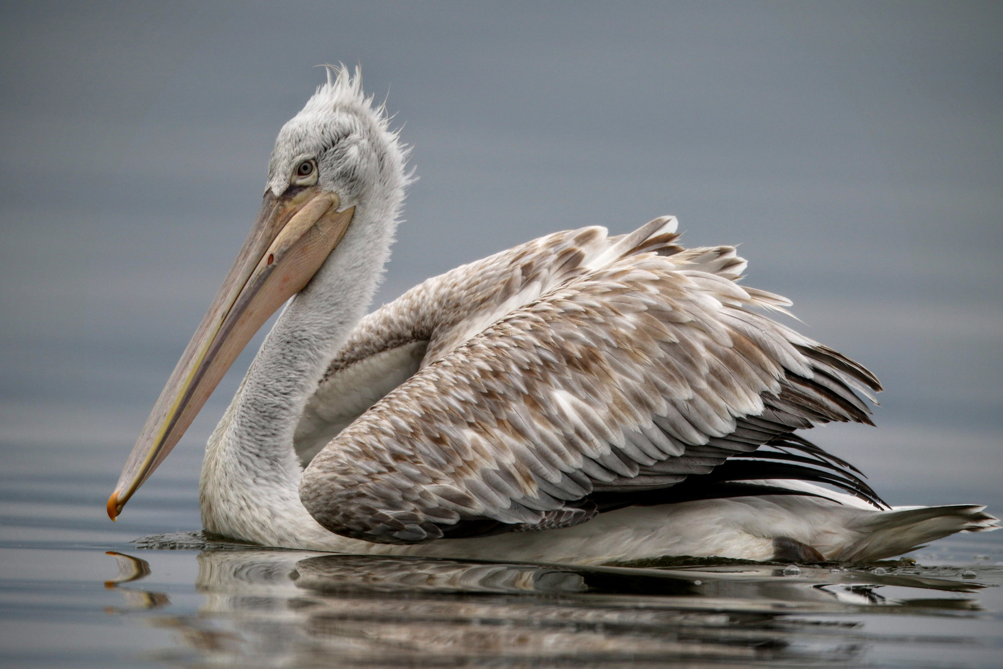 Canon EOS 7D Mark II + Canon EF 800mm F5.6L IS USM sample photo. Къдроглав пеликан , pelican ,(pelecanus crispus), photography