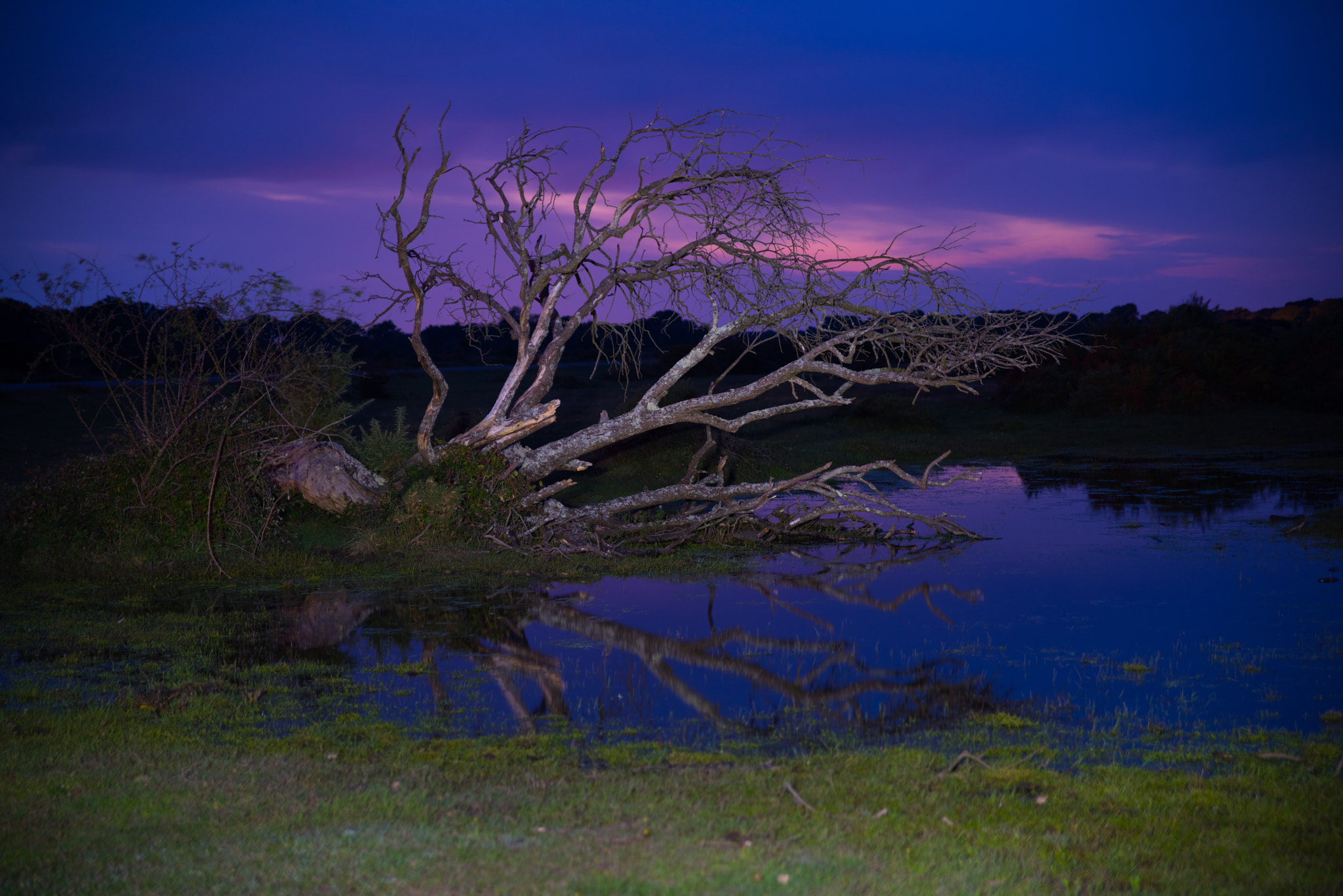 Sigma 24-70mm F2.8 EX DG HSM sample photo. Reflected tree in the new forest photography