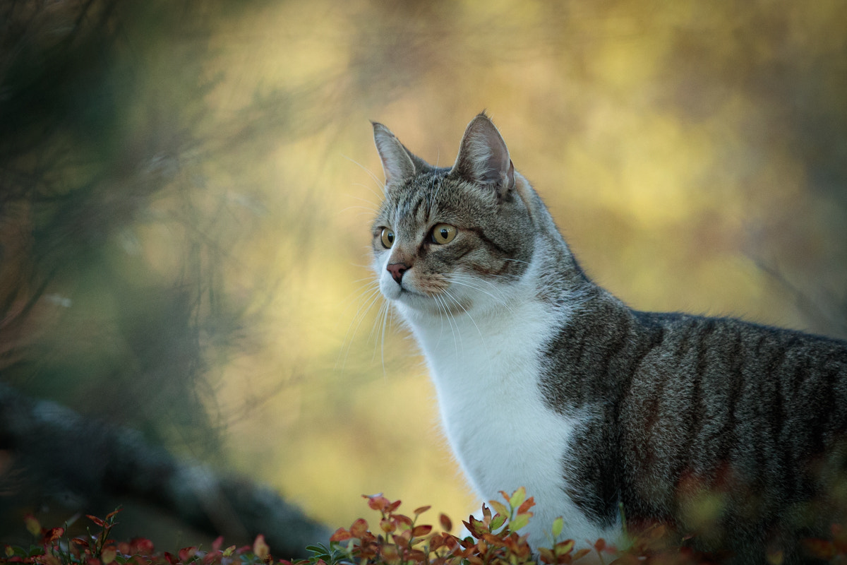 Canon EF 300mm F2.8L IS II USM sample photo. A simple cat portrait photography