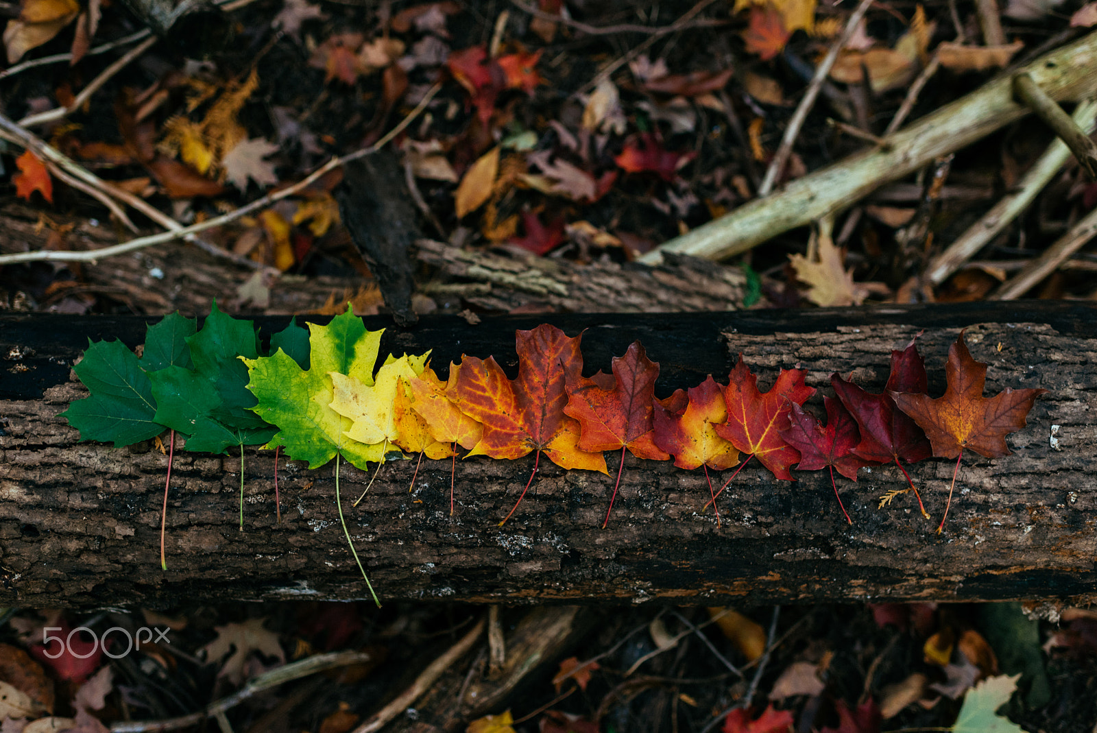 Nikon D750 + Nikon AF-S Nikkor 35mm F1.4G sample photo. Colours of autumn photography