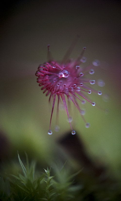 Sigma 70-300mm F4-5.6 APO DG Macro sample photo. Lovinerca photography