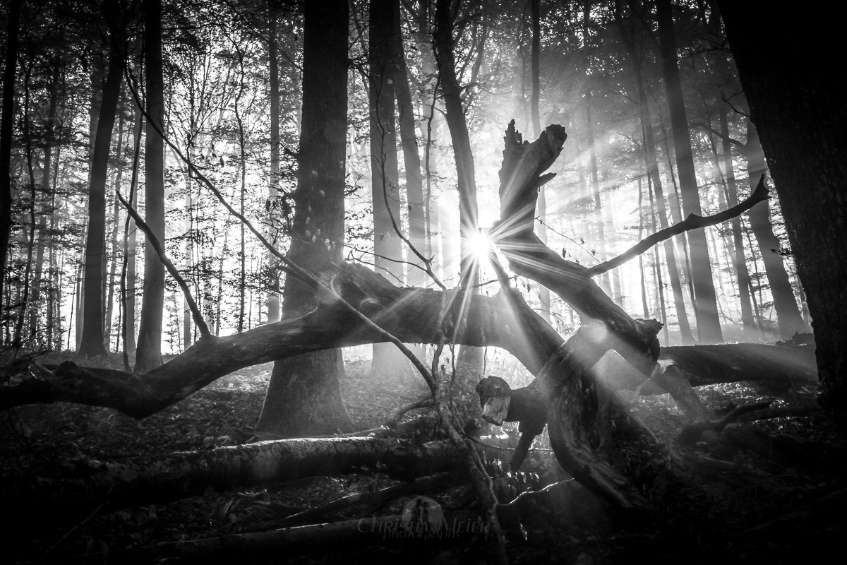 HD Pentax-DA645 28-45mm F4.5ED AW SR sample photo. Das ungeheuer vom birchurwald photography