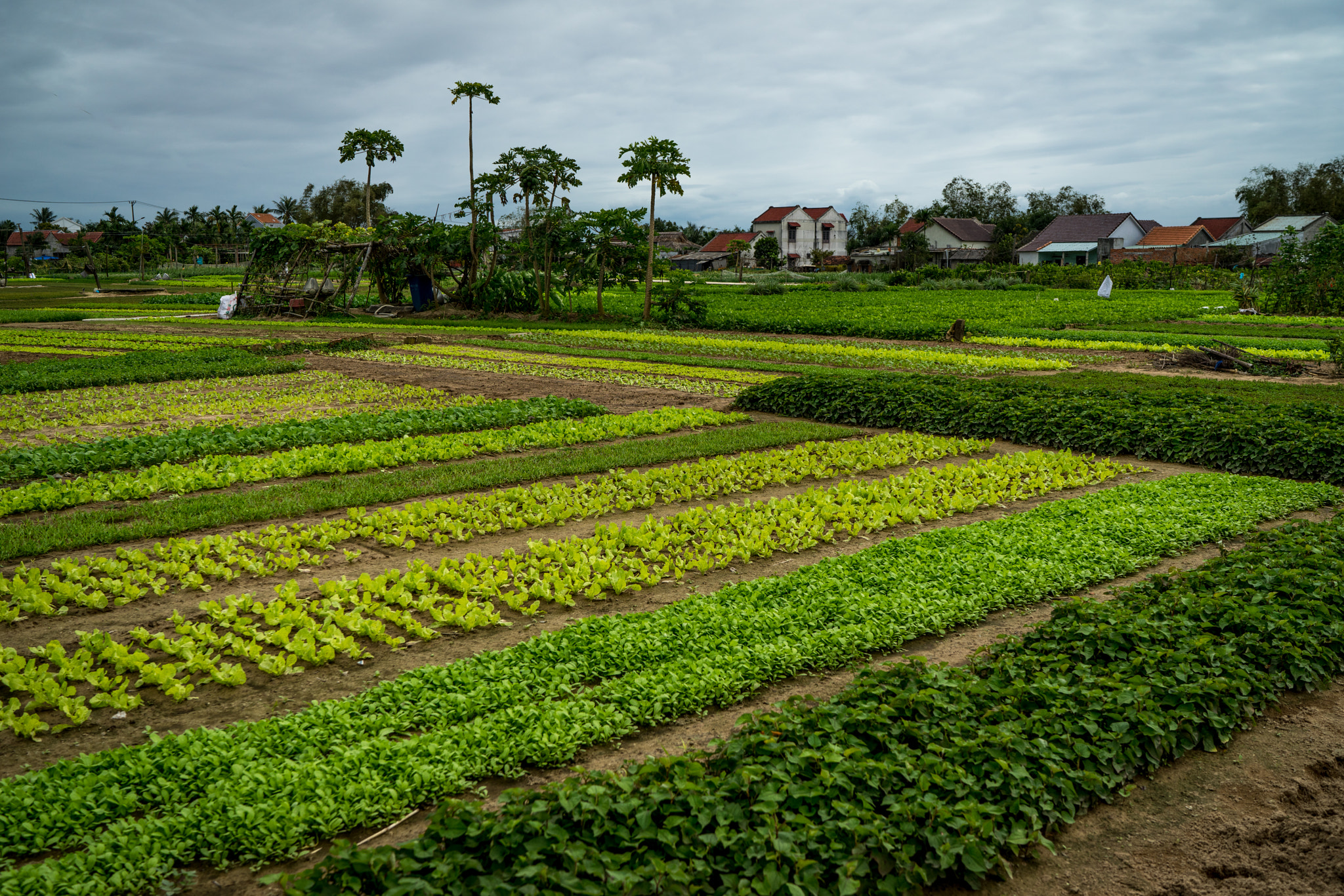 Sony a7R + FE 35mm F0 ZA sample photo. Viet photography