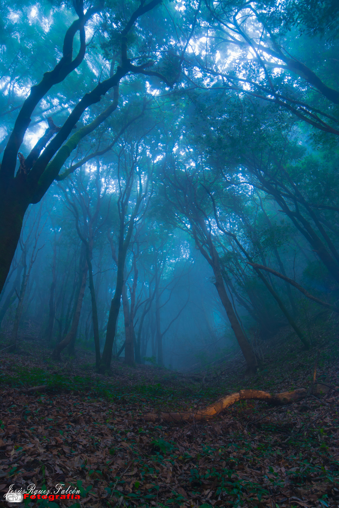 Samyang 14mm F2.8 ED AS IF UMC sample photo. En lo mas profundo del bosque ( in the depths of the forest). photography