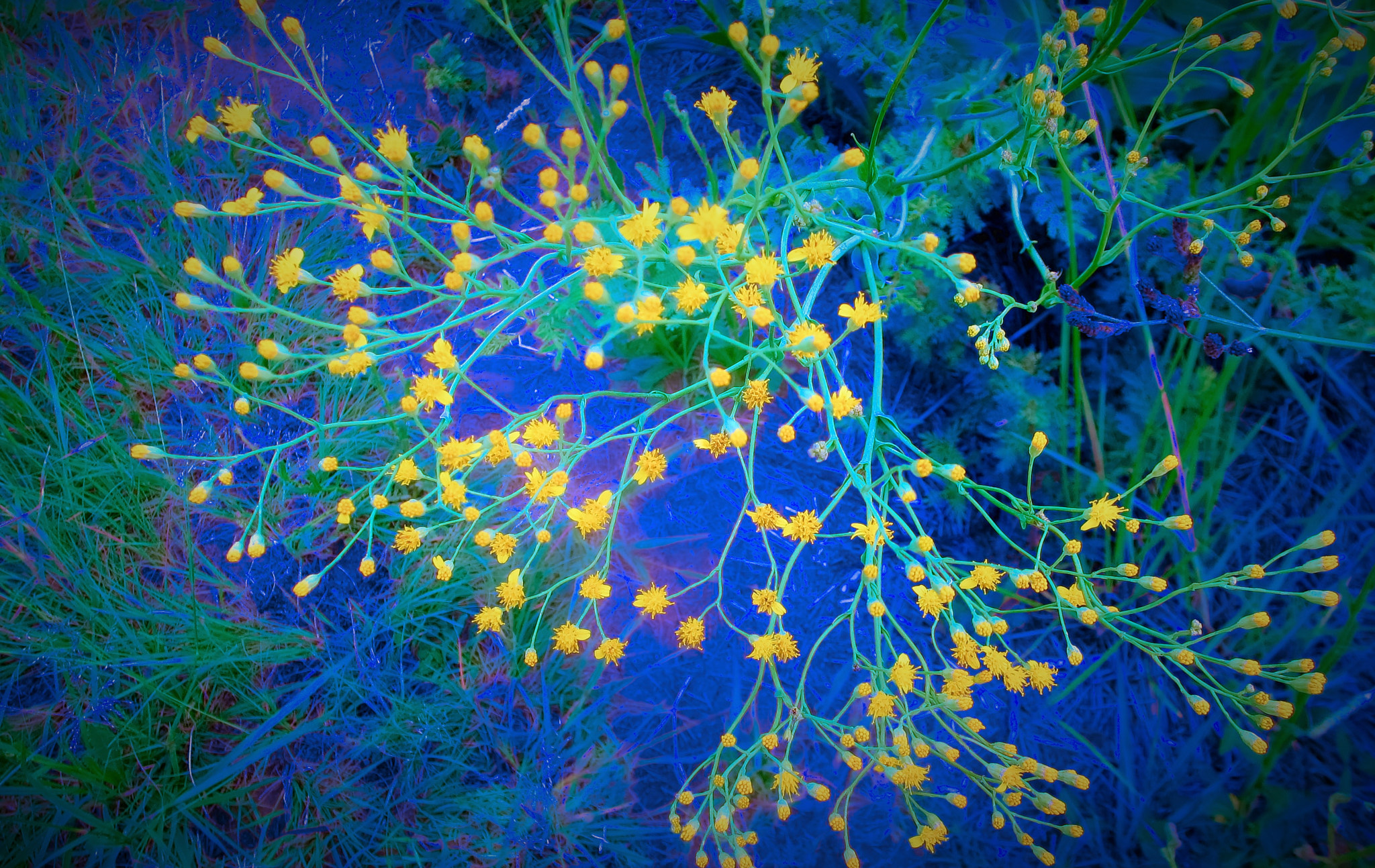 Canon PowerShot ELPH 310 HS (IXUS 230 HS / IXY 600F) sample photo. Yellow flowers. photography