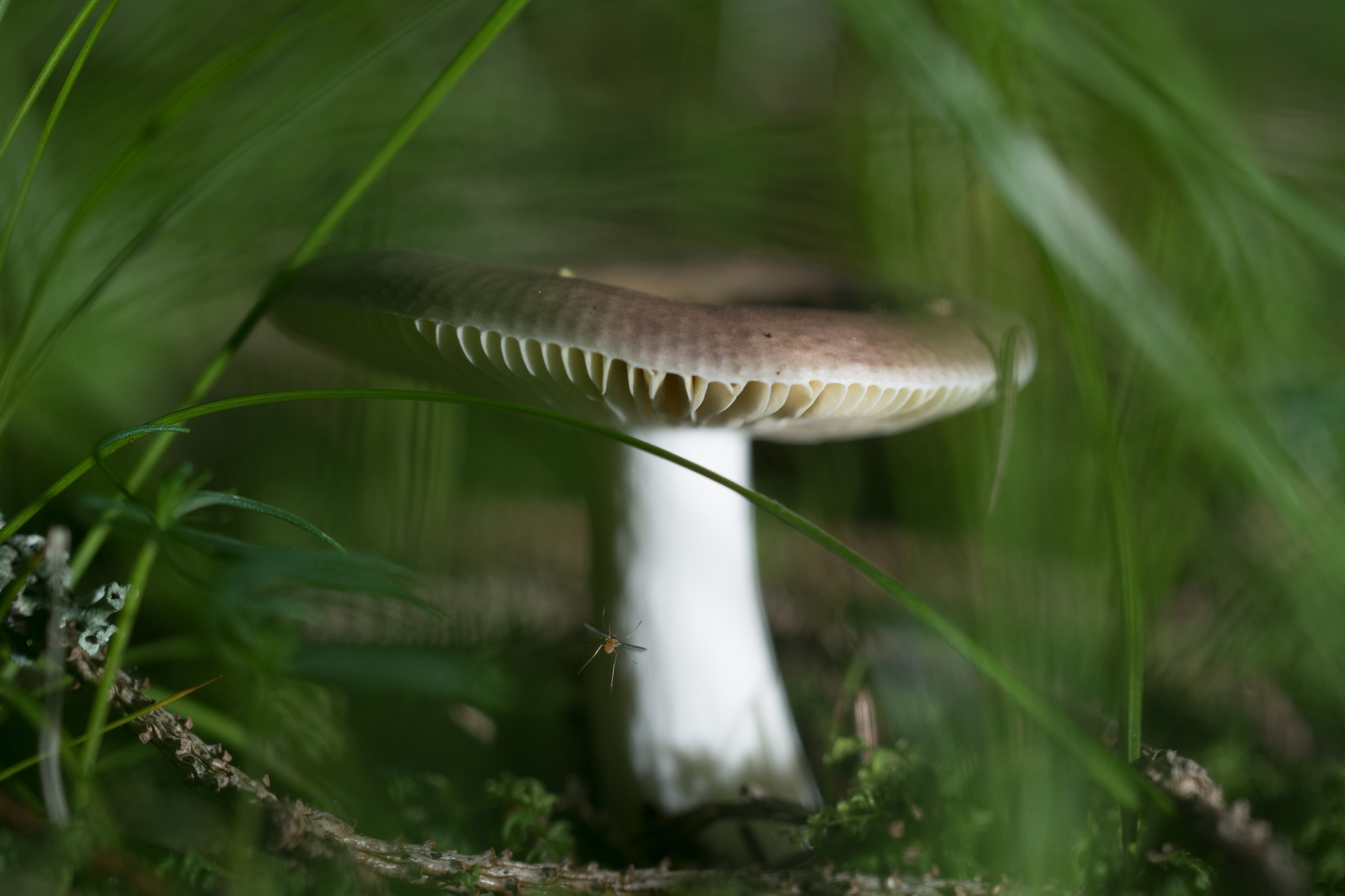 Sigma 150mm F2.8 EX DG OS Macro HSM sample photo. Going in for the landing photography
