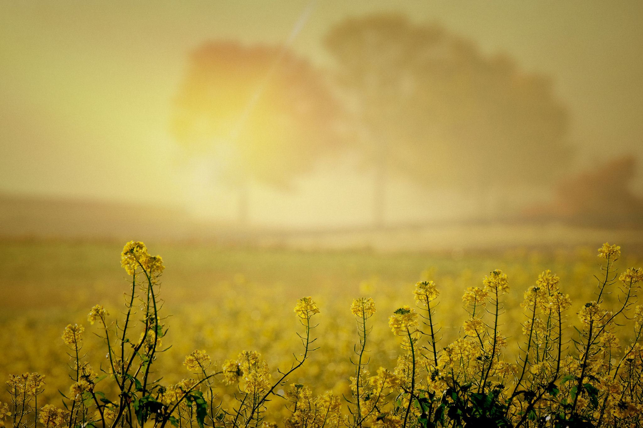 Fujifilm XF 100-400mm F4.5-5.6 R LM OIS WR sample photo. Golden oktober ii photography