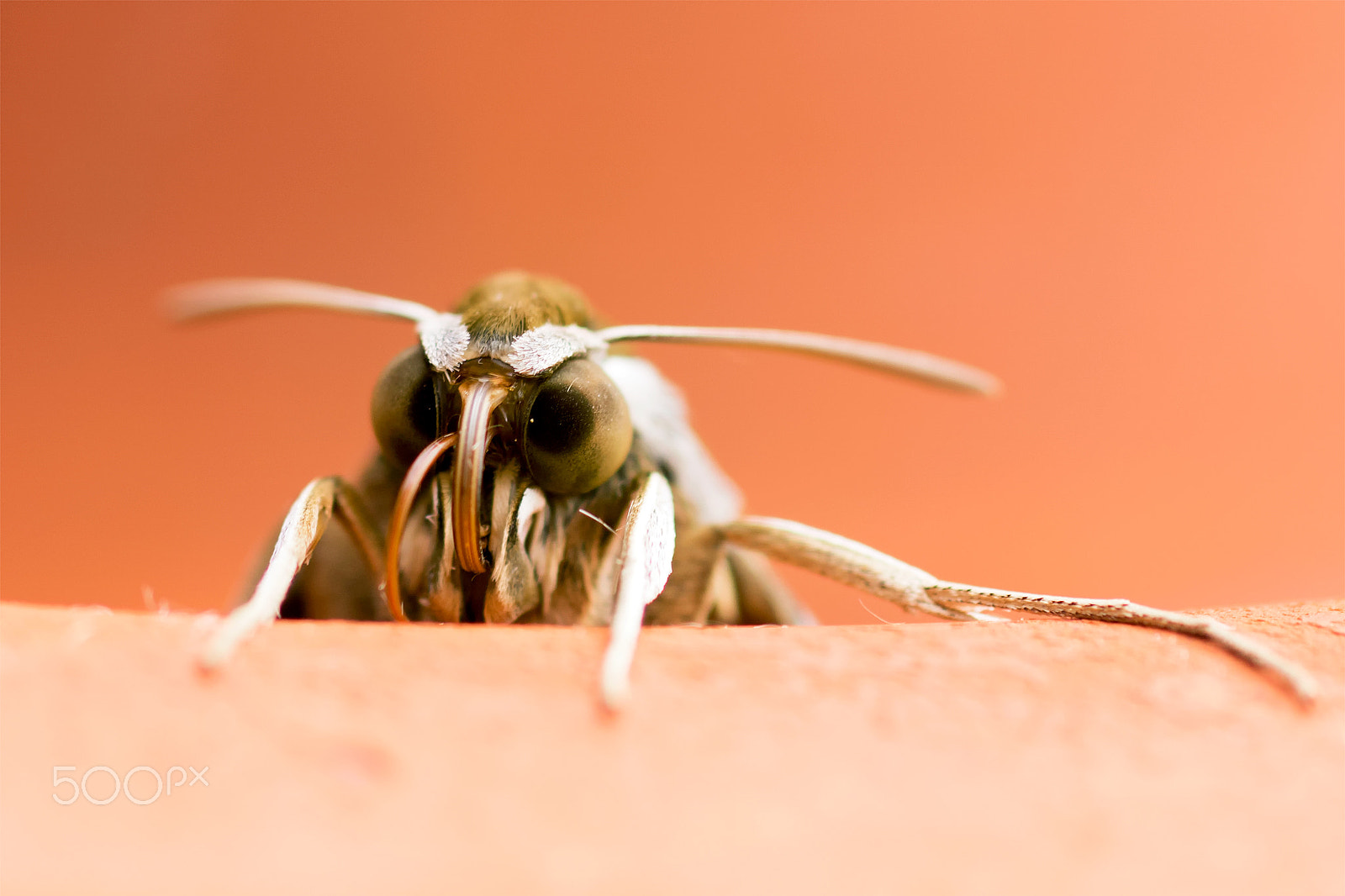 Sony ILCA-77M2 + Sigma 30mm F1.4 EX DC HSM sample photo. Silver-striped hawk-moth photography