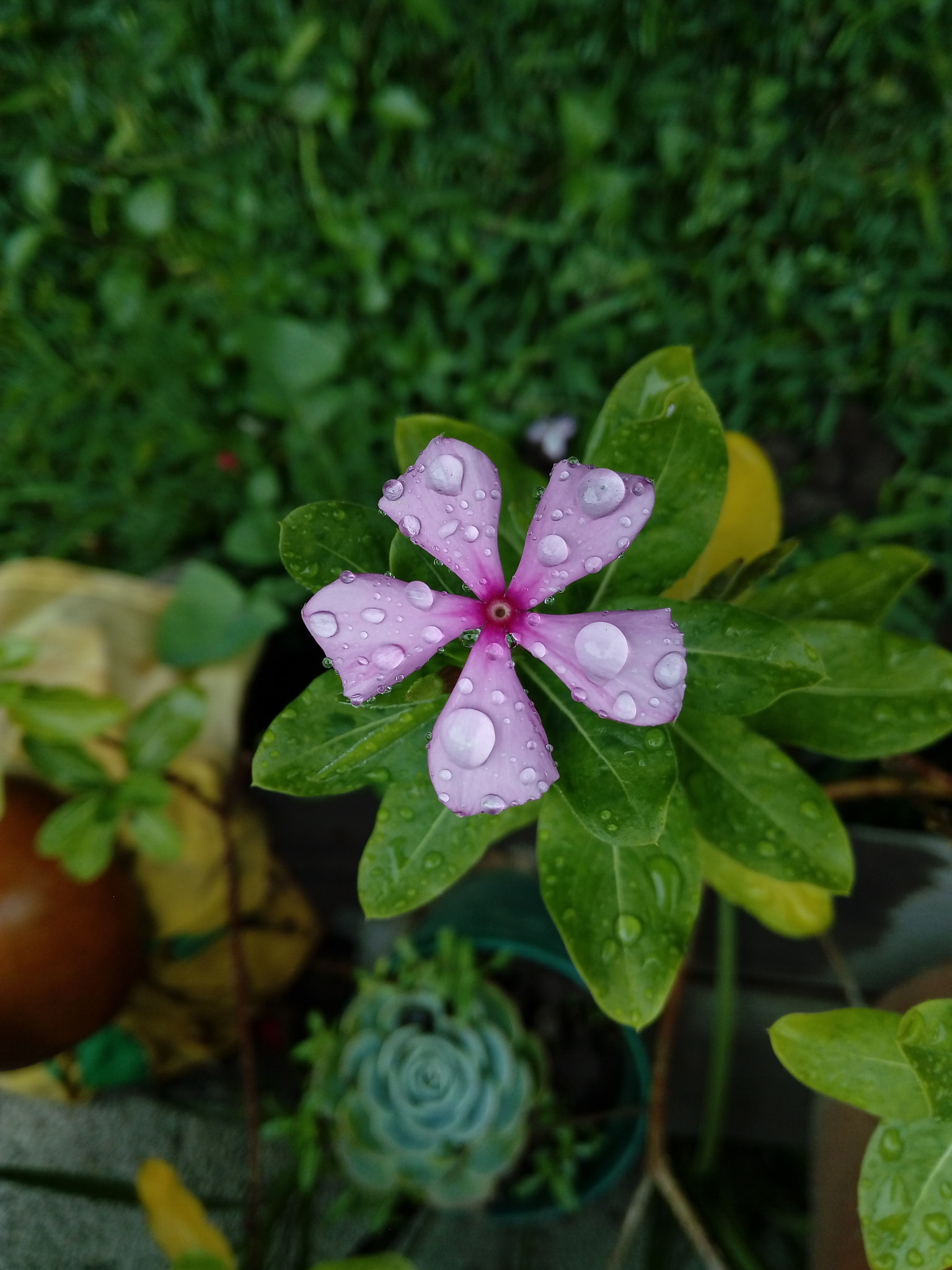 HUAWEI GR3 sample photo. Flower photography