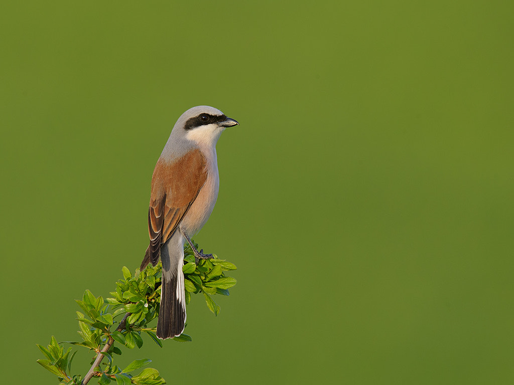 Canon EF 600mm F4L IS II USM sample photo. Male red-backed shrine
.  photography