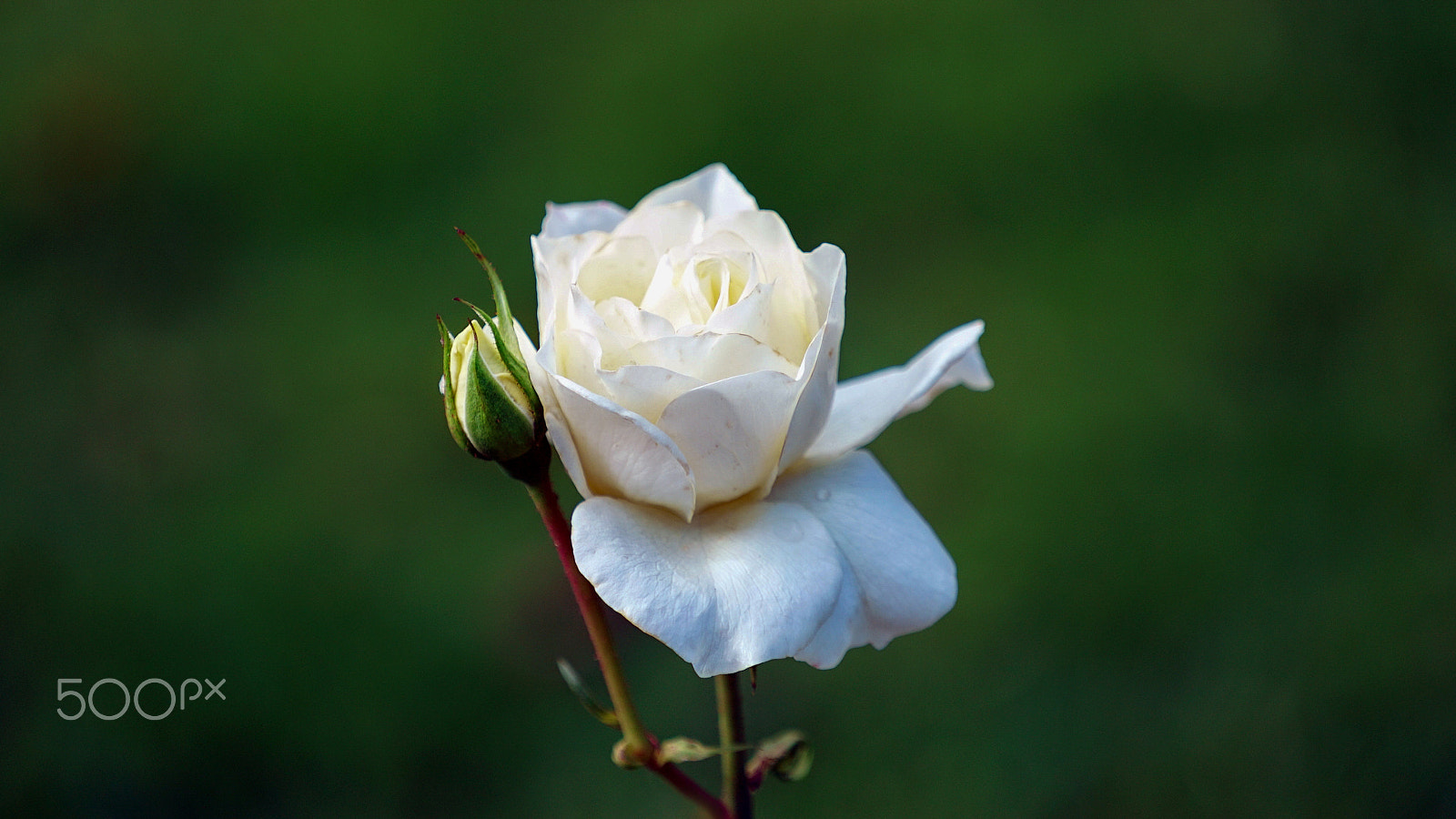 Sony a7S II + Sony FE 70-200mm F4 G OSS sample photo. We were raised to take a stand photography