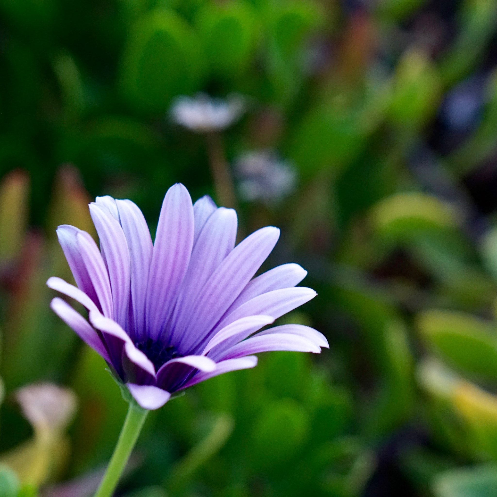 Sony E 50mm F1.8 OSS sample photo. Solitary purple flower photography