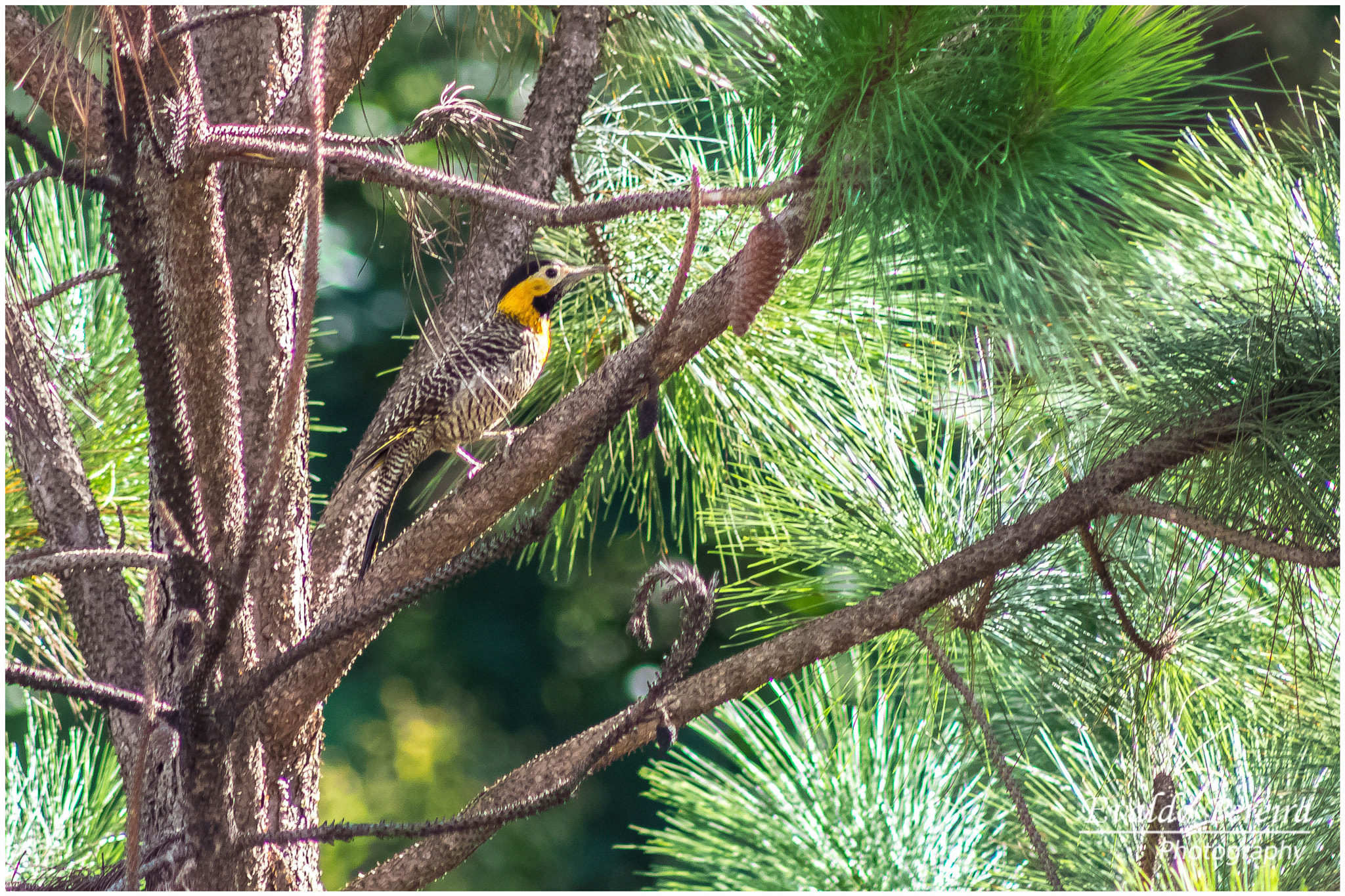 Canon EF 75-300mm f/4-5.6 USM sample photo. Pica-pau-do-campo photography