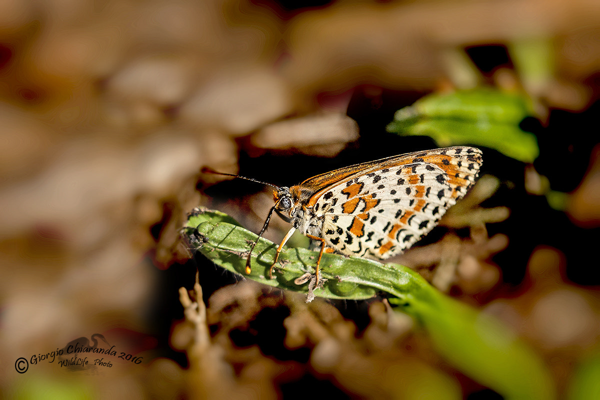 Sigma APO Macro 150mm f/2.8 EX DG HSM sample photo. Melitaea didyma photography