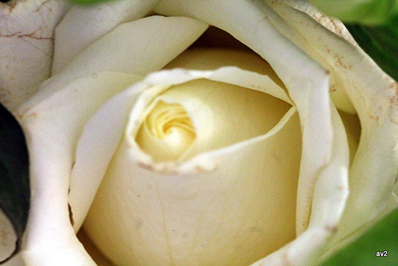 Canon EF 100mm F2.8L Macro IS USM sample photo. En la niebla photography