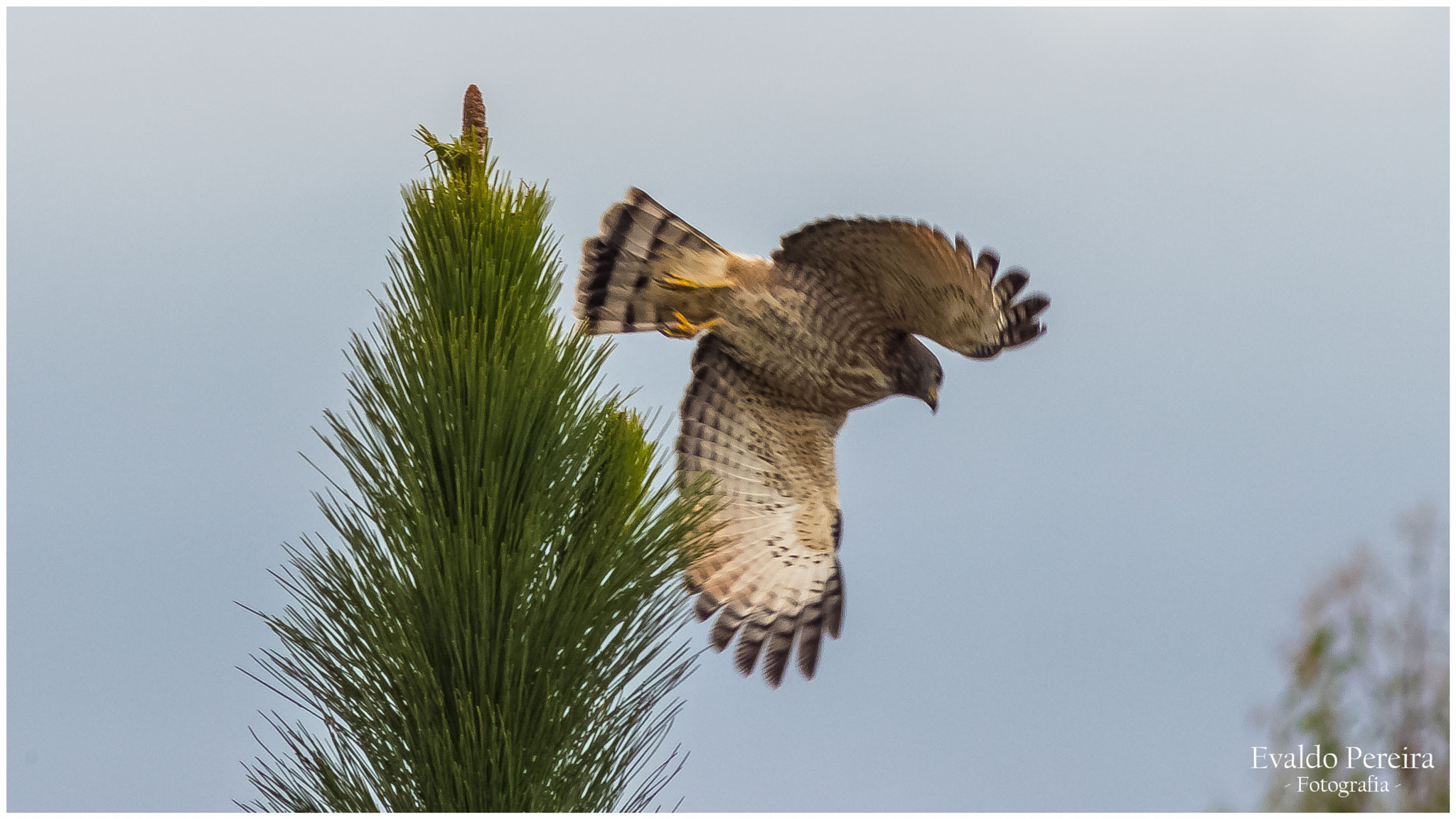 Canon EF 75-300mm f/4-5.6 USM sample photo. Voo photography