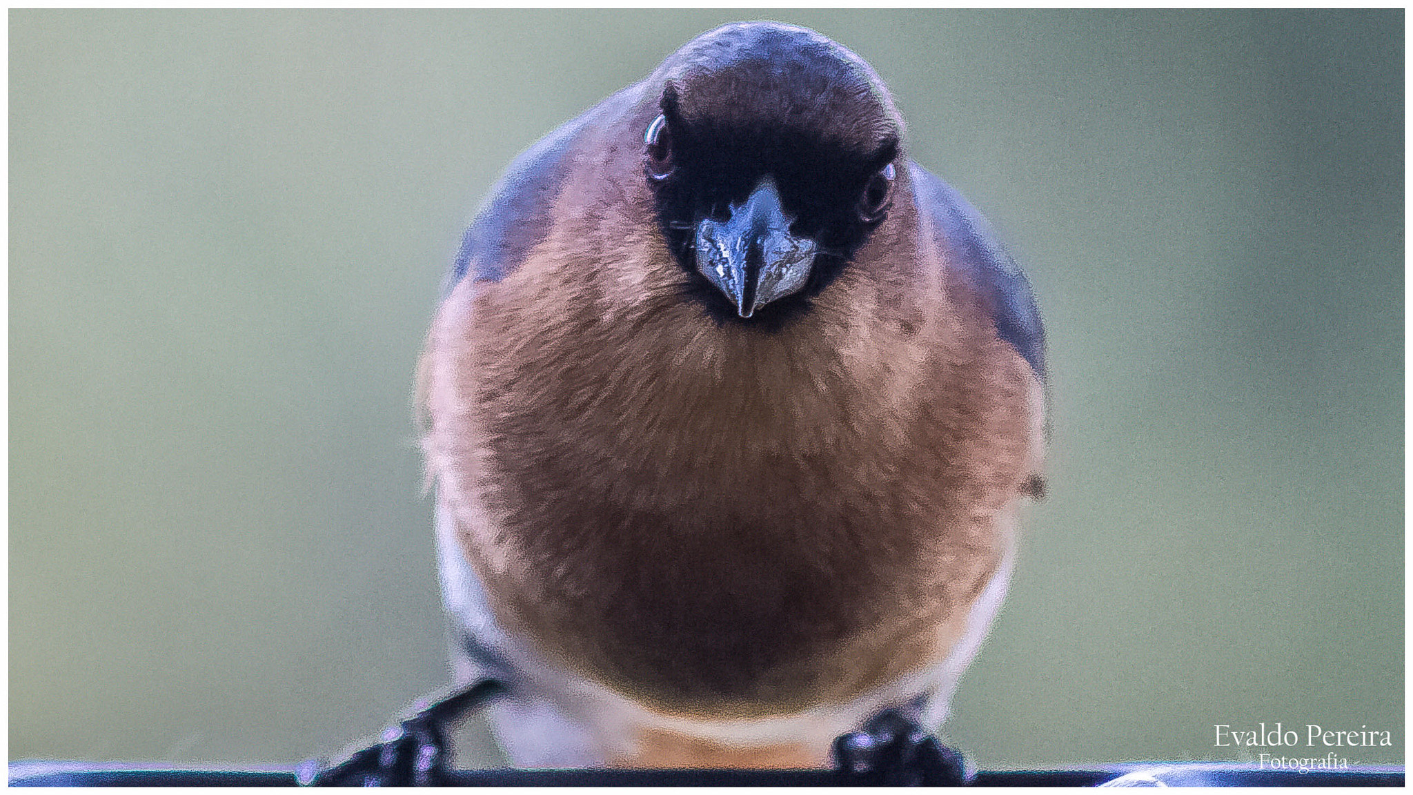 Canon EF 75-300mm f/4-5.6 USM sample photo. Bico-de-veludo photography