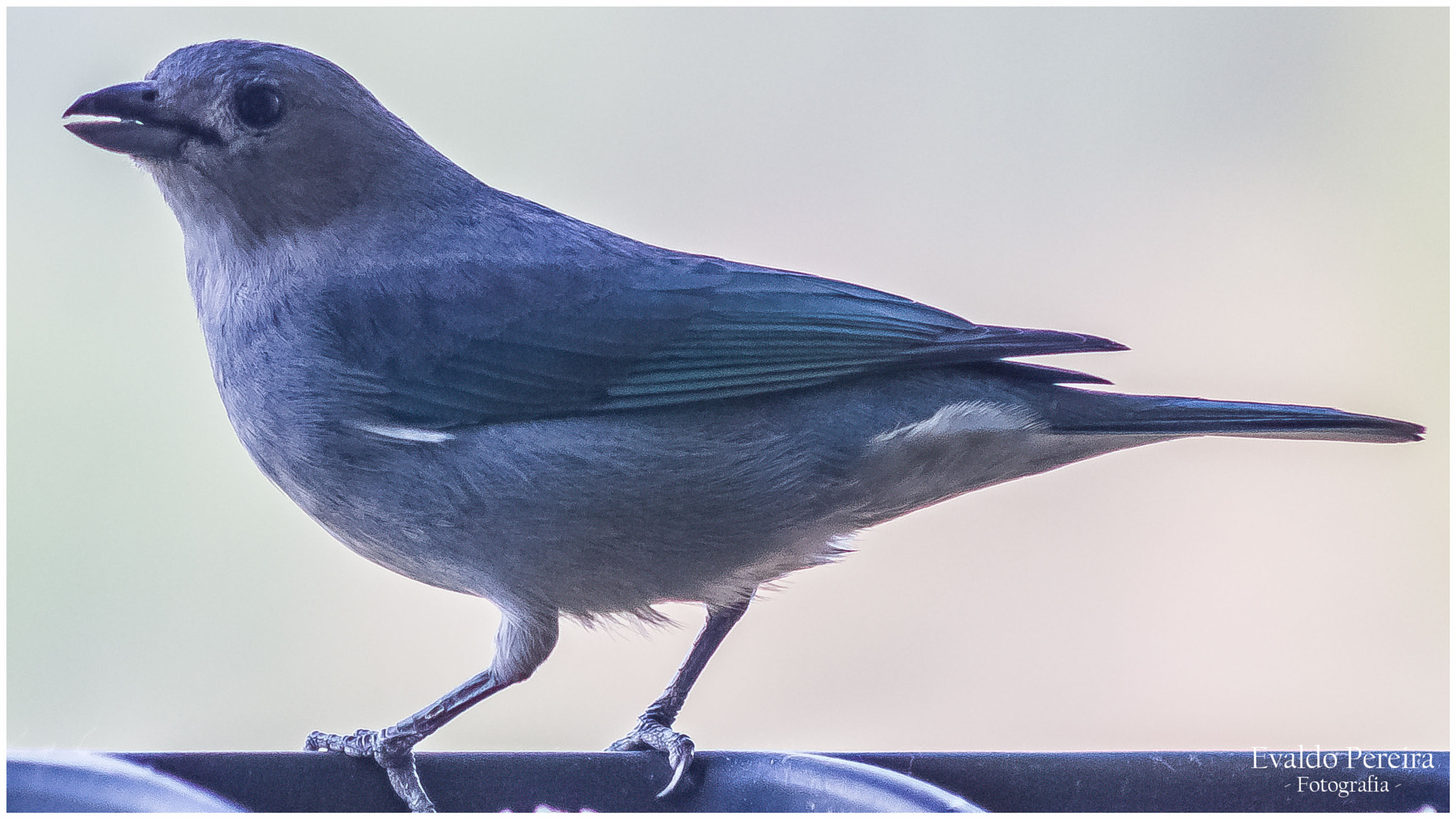 Canon EF 75-300mm f/4-5.6 USM sample photo. Vida photography
