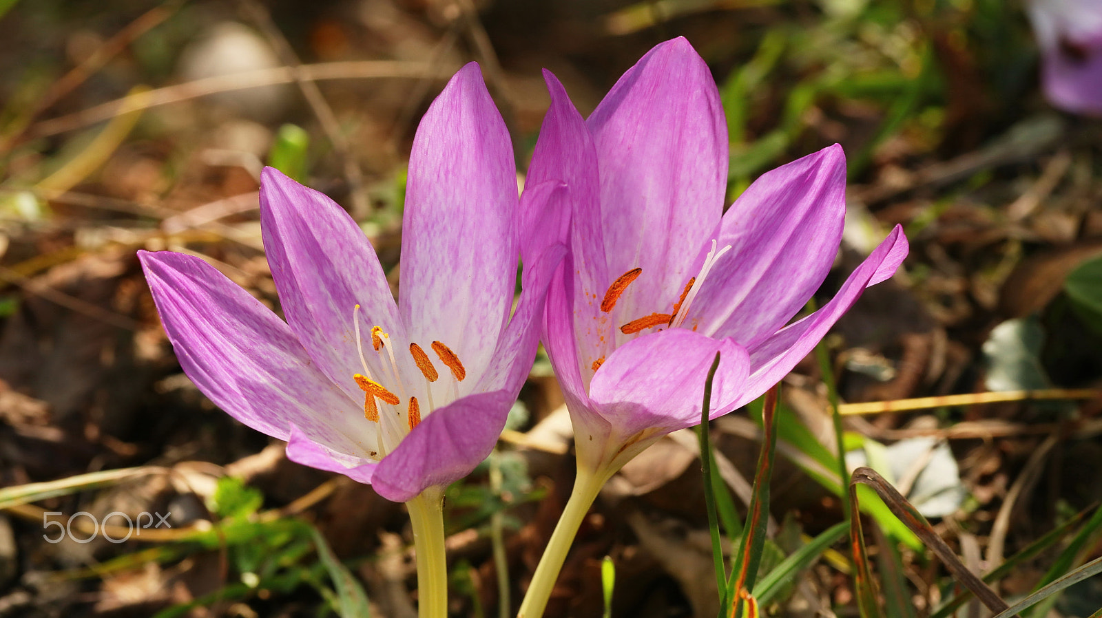 Canon EF-S 60mm F2.8 Macro USM sample photo. Liar safron photography