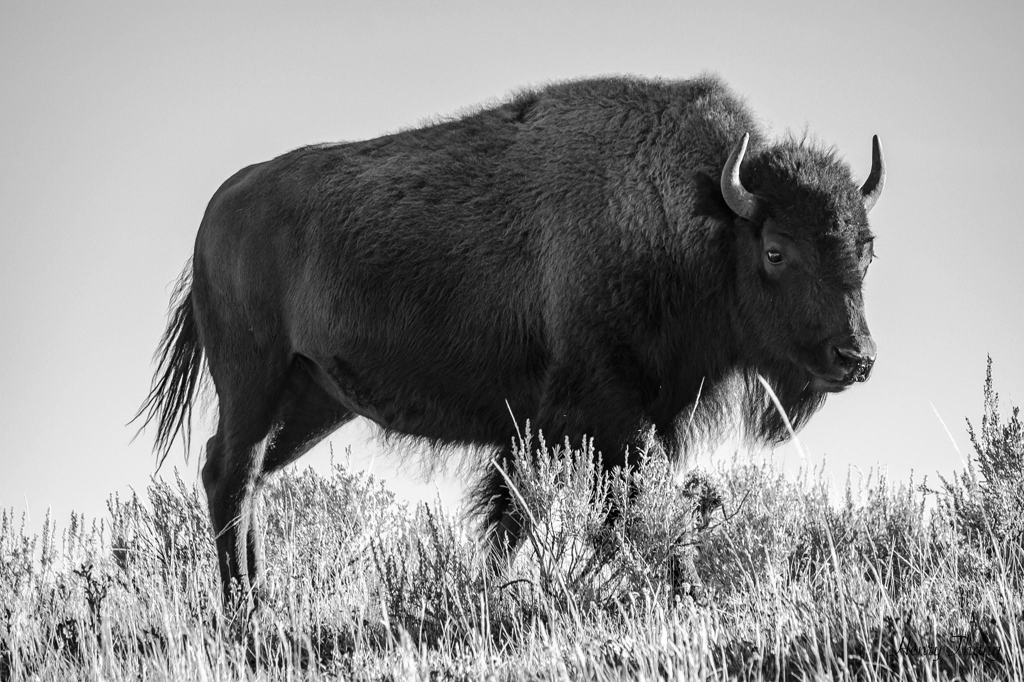 Canon EF-S 55-250mm F4-5.6 IS sample photo. Bison photography