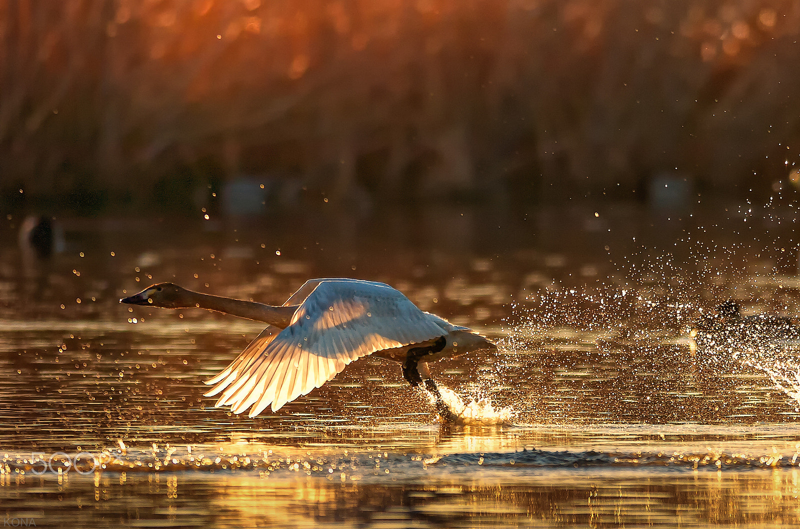 Nikon AF-S Nikkor 400mm F2.8G ED VR II sample photo. 30308714511.swan photography