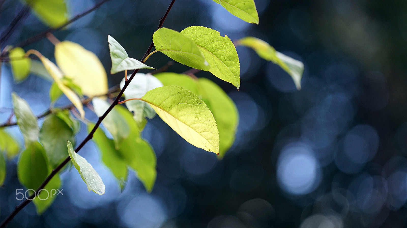 Sony a7S II sample photo. Flora meets lux photography