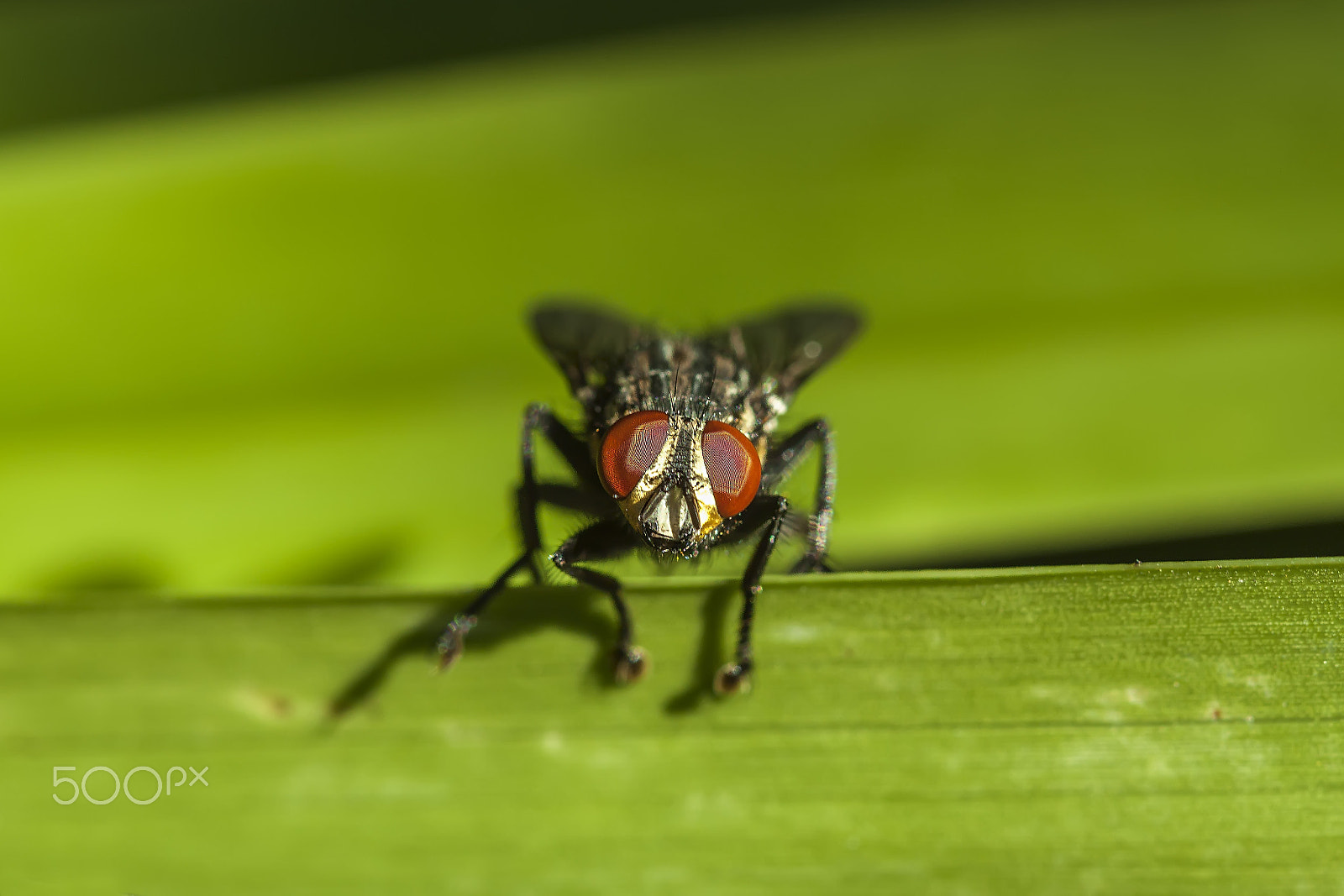 Canon EF 100mm F2.8 Macro USM sample photo. Mosca curiosa photography