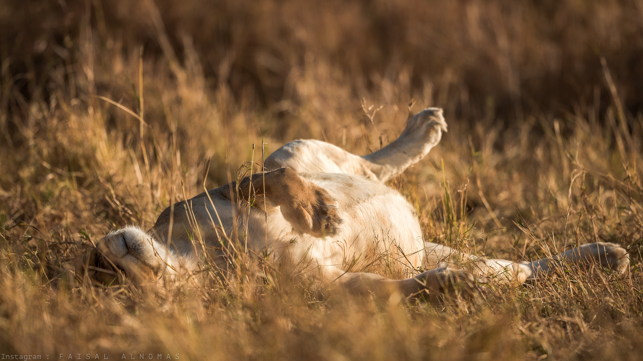 Canon EF 500mm F4L IS II USM sample photo. I'm full photography