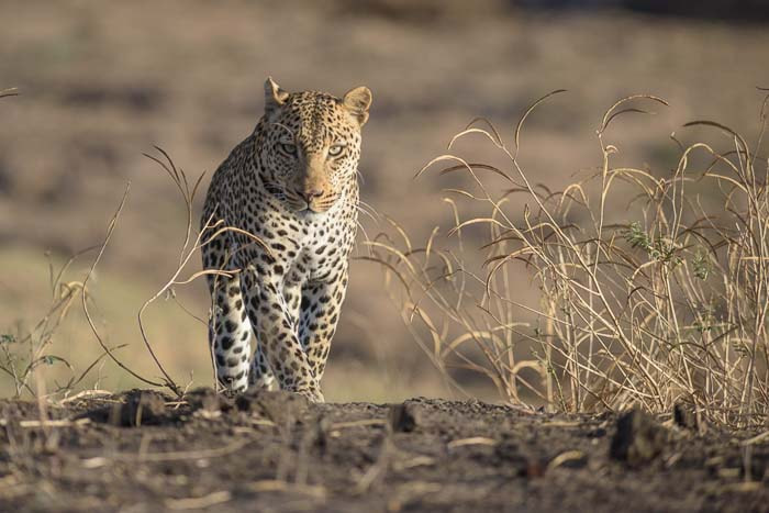 Nikon AF-S Nikkor 300mm F2.8G ED VR II sample photo. Leopard photography