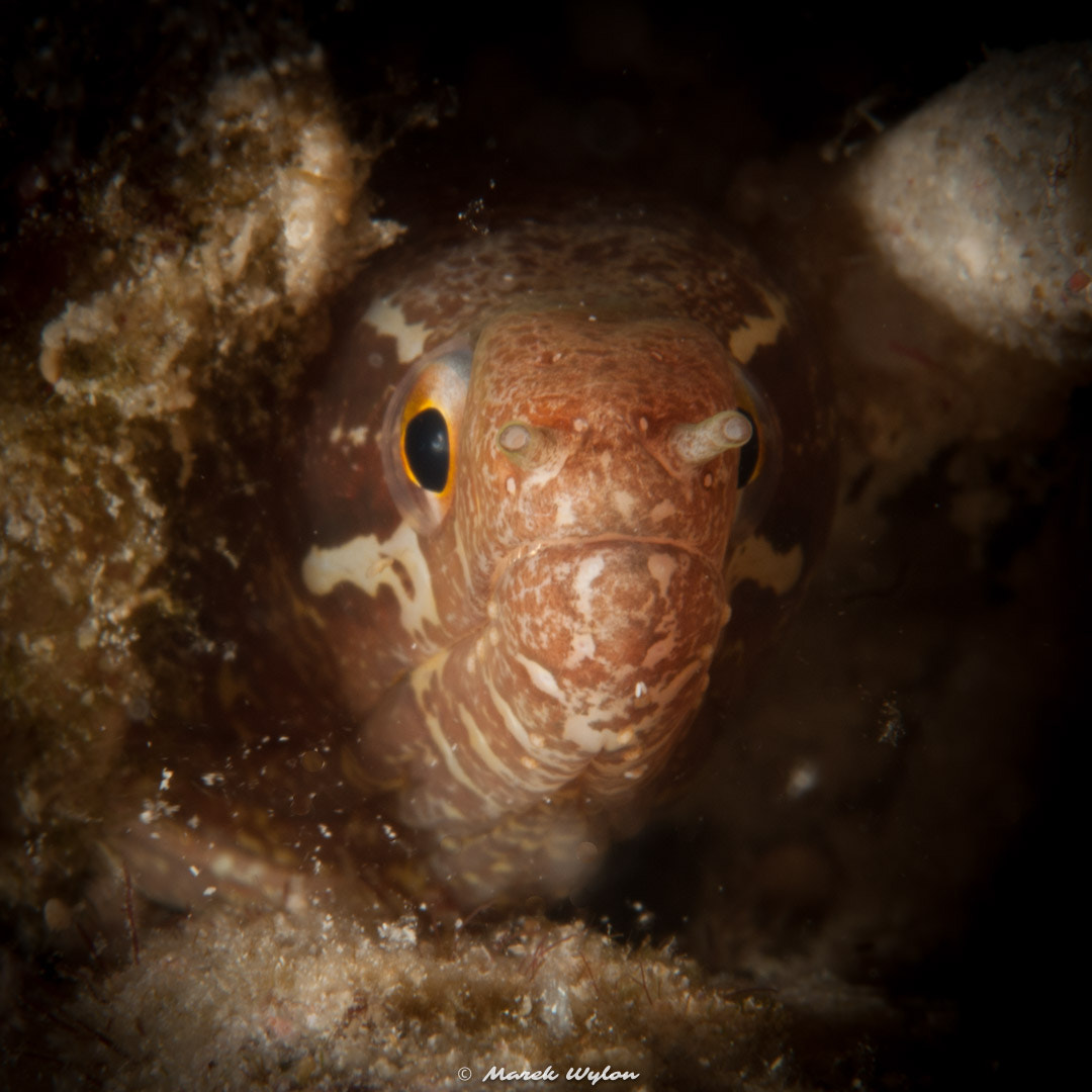 Nikon AF-S Micro-Nikkor 60mm F2.8G ED sample photo. Barred-fin moray | thubbataha reef | 2012.04.24 photography