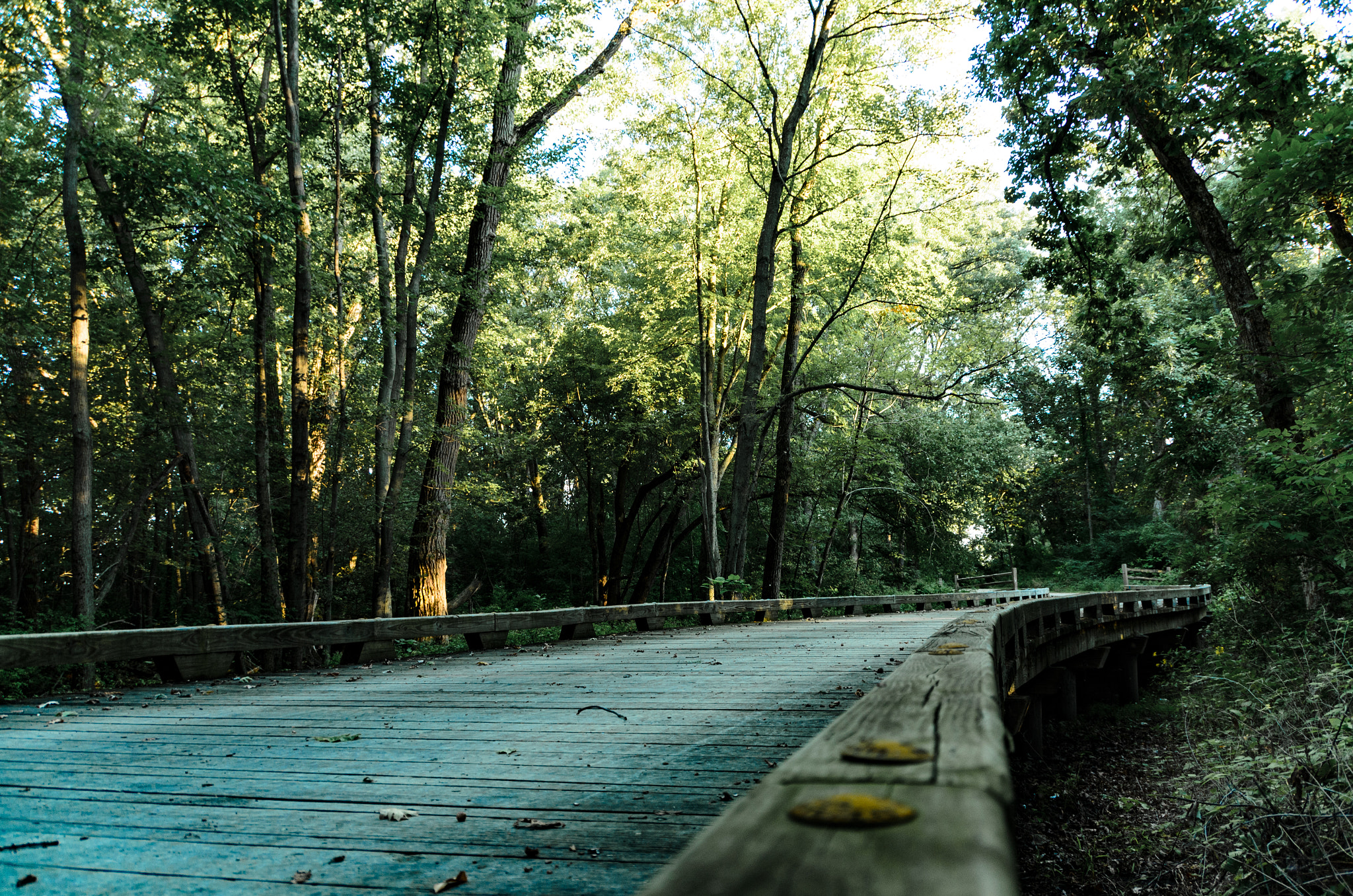 Sigma 18-250mm F3.5-6.3 DC OS HSM sample photo. Path in the woods photography