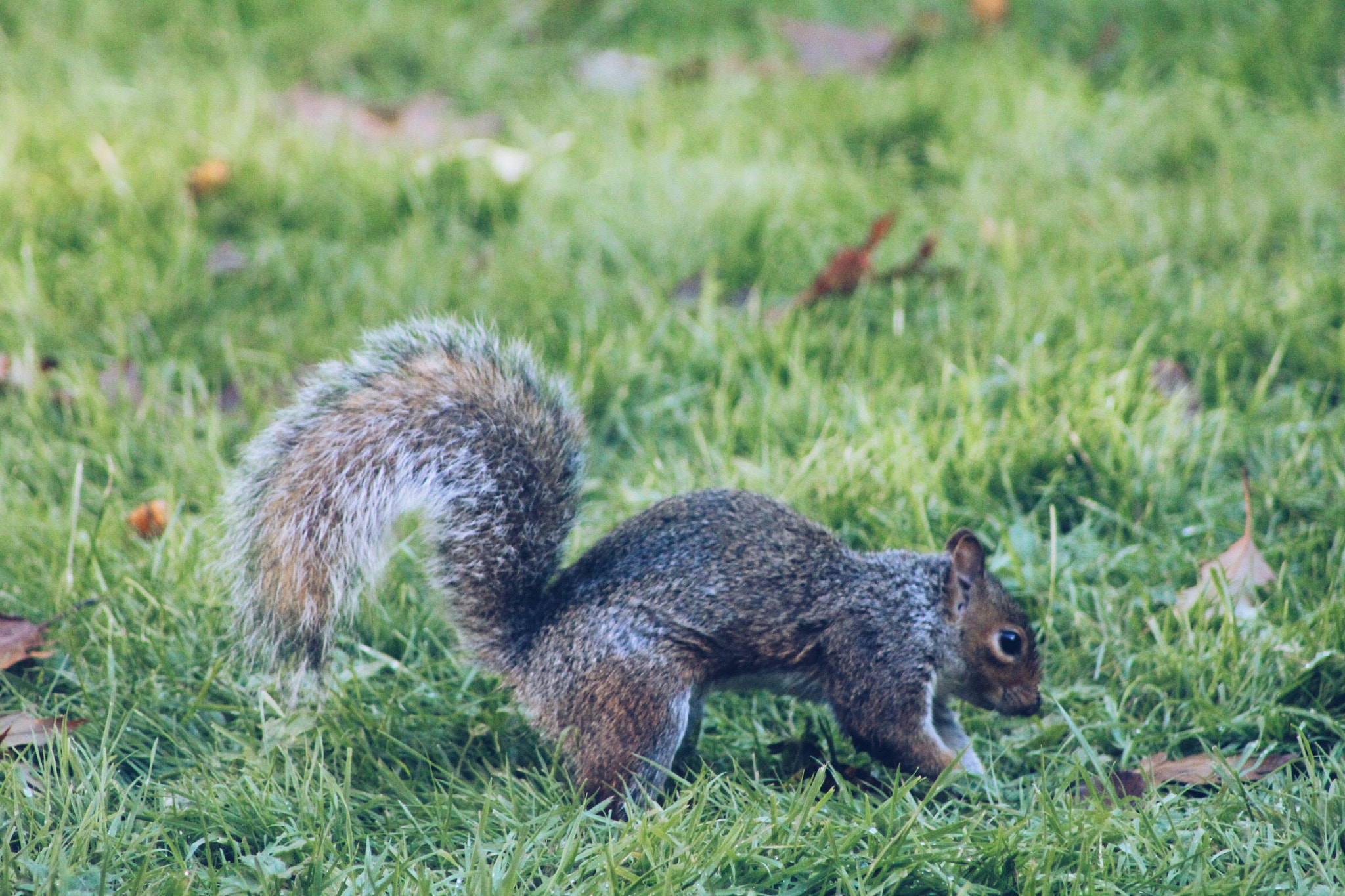 Canon EOS 550D (EOS Rebel T2i / EOS Kiss X4) + EF75-300mm f/4-5.6 sample photo. Squirrel with zoom lens photography