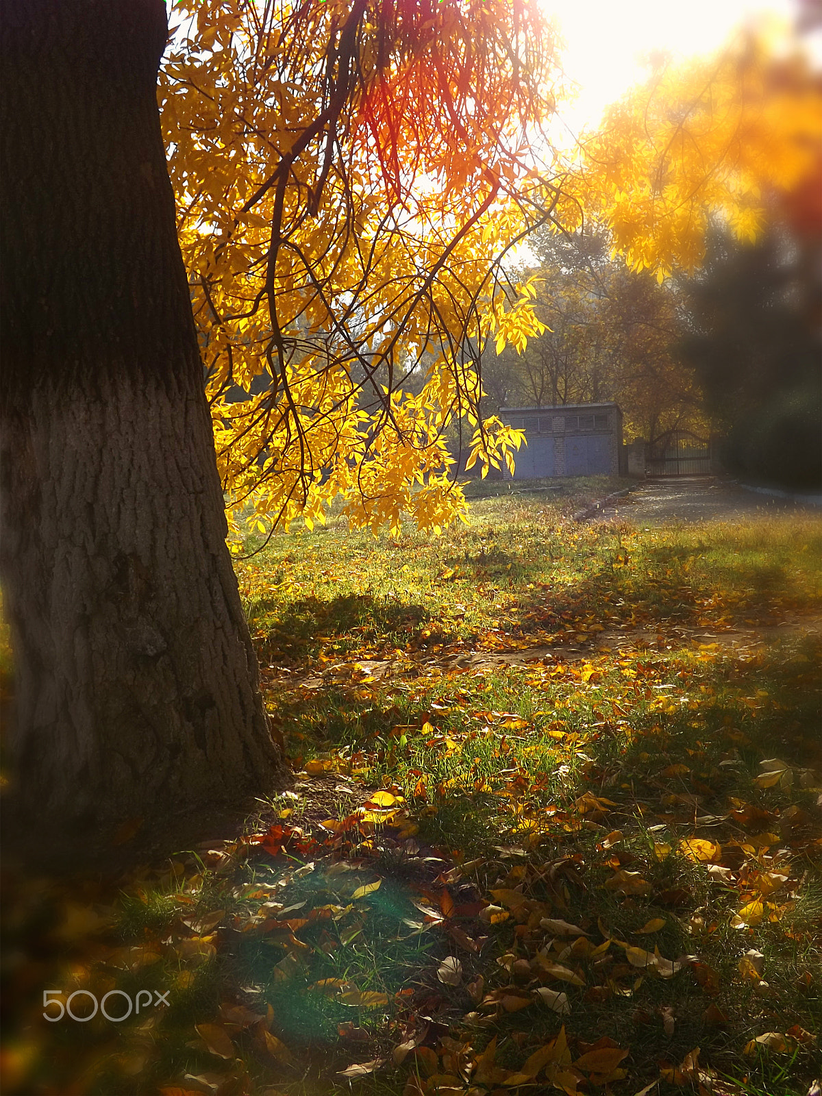 Fujifilm FinePix SL240 sample photo. Yellow autumn 2 photography