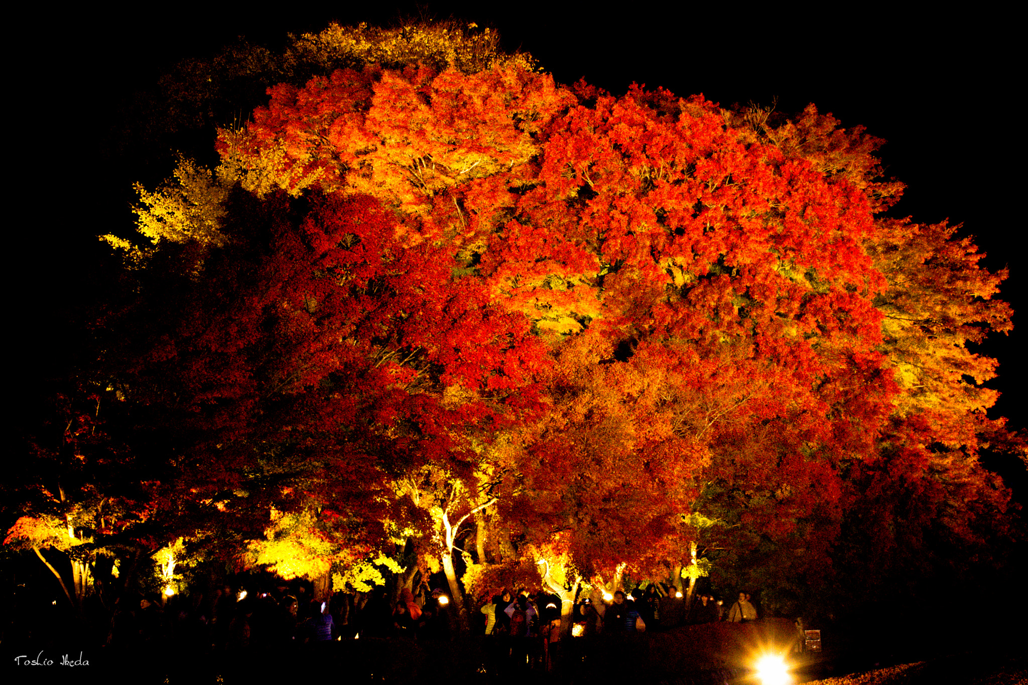 Sony 70-300mm F4.5-5.6 G SSM sample photo. Autumn night  もみじ回廊 photography