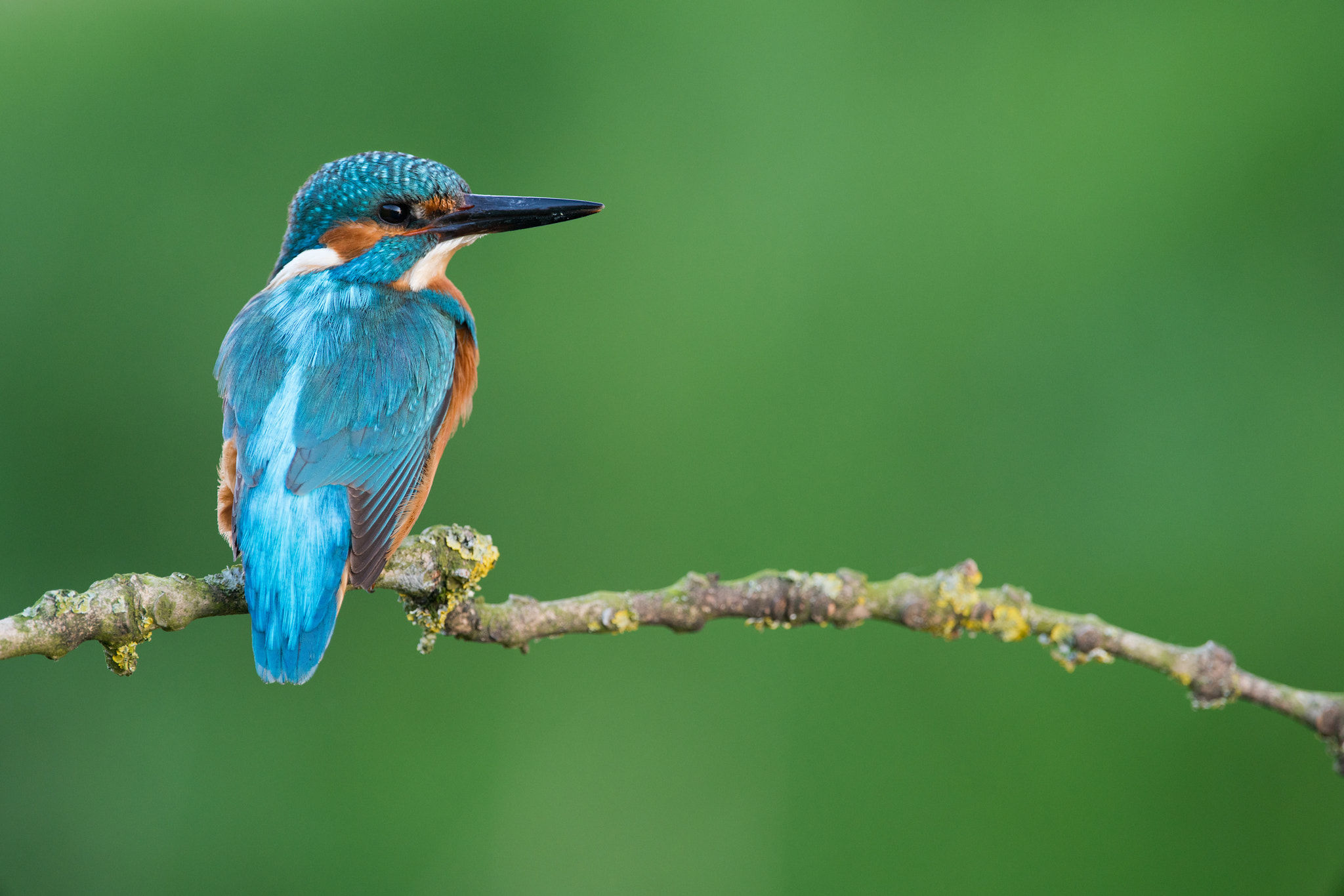 Sony a7R II sample photo. Kingfisher photography