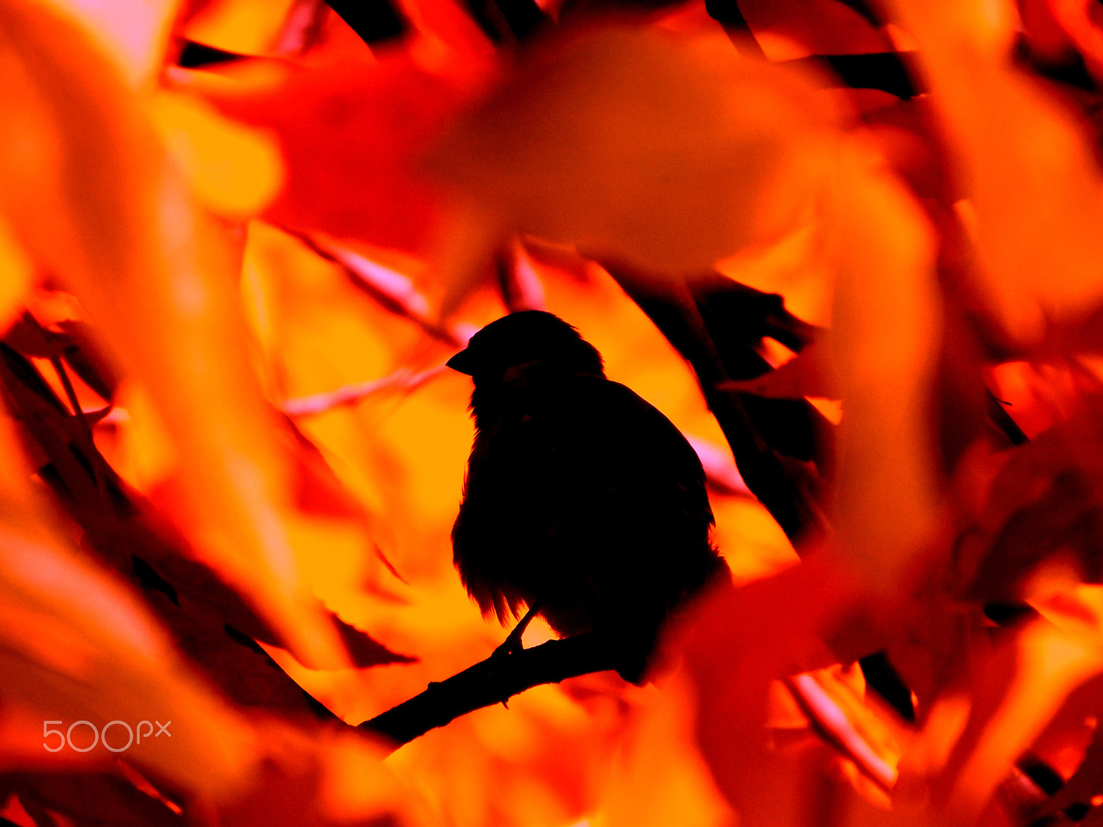 Fujifilm FinePix SL240 sample photo. Fiery birdie photography