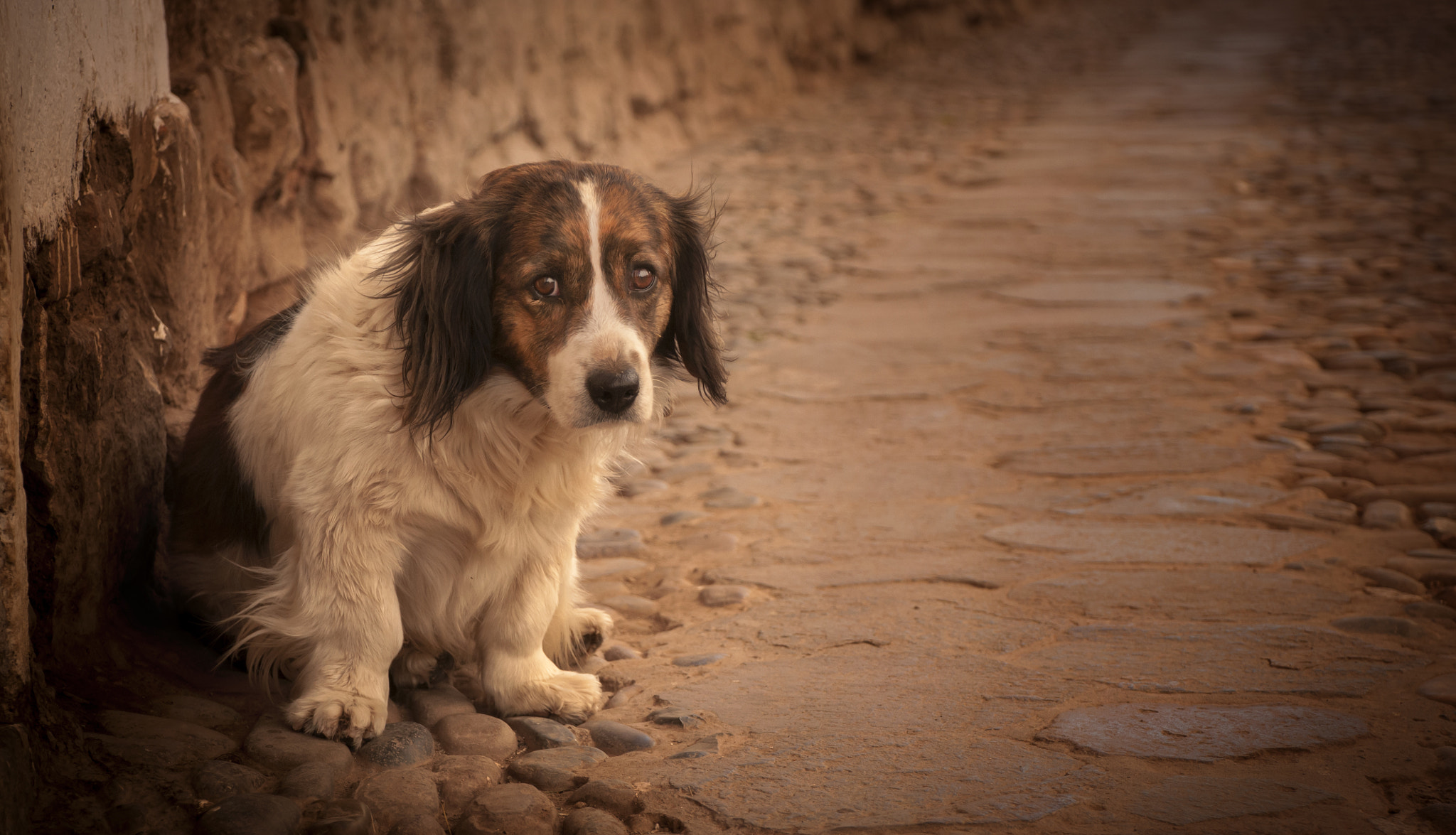 Nikon D300 sample photo. Mongrel photography