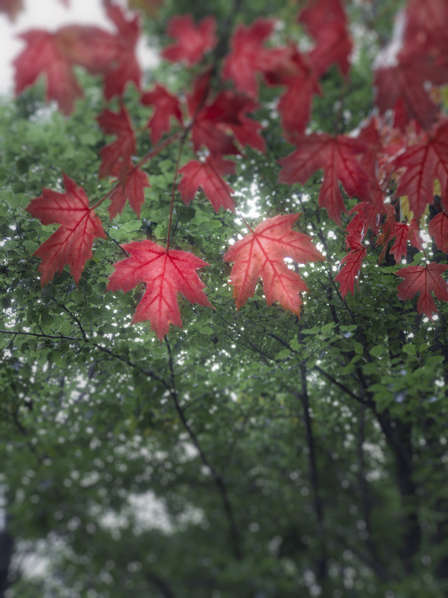 iPhone 7 Plus back camera 6.6mm f/2.8 sample photo. Millennium park maples #2 photography