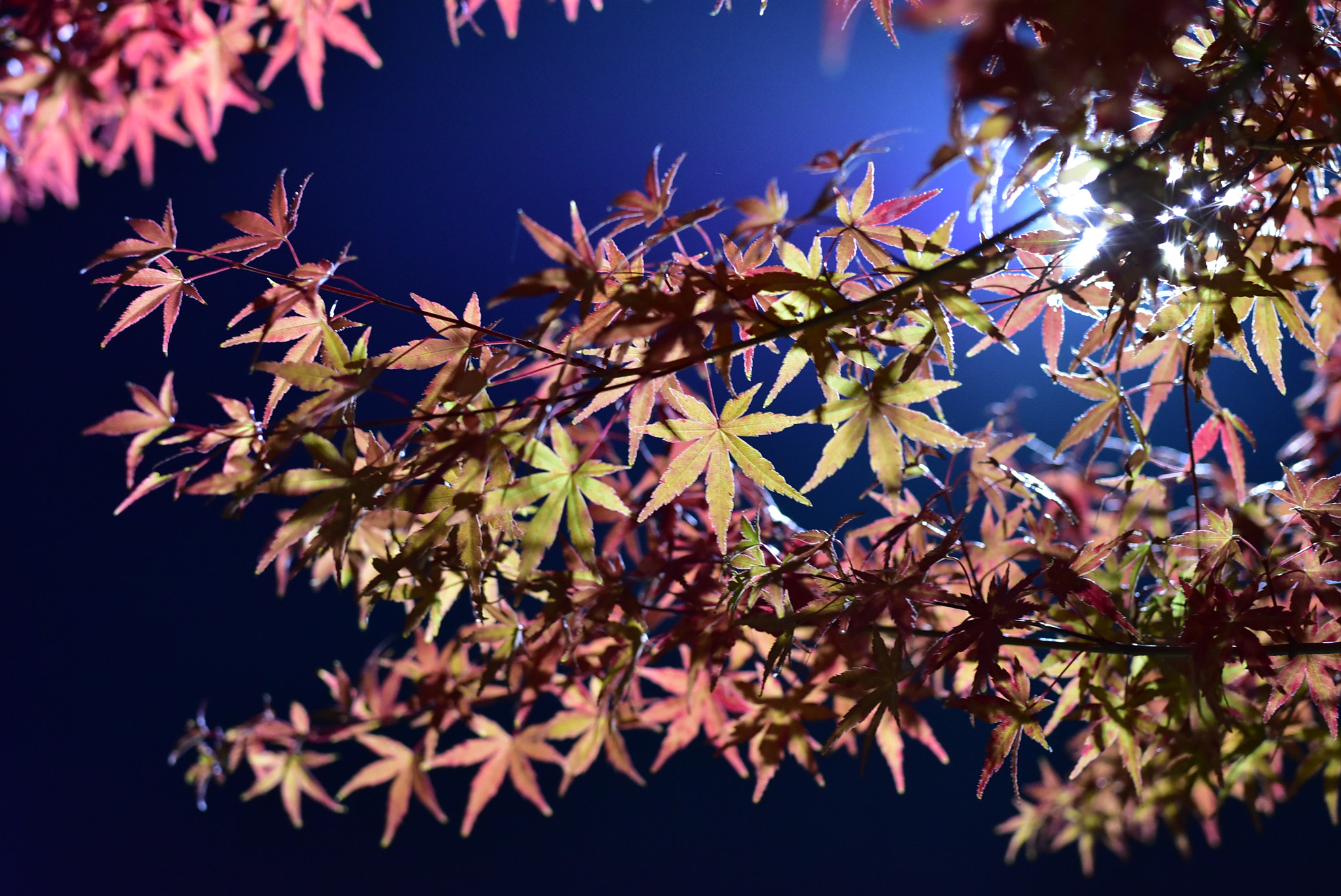 Nikon D7200 + Sigma 50mm F1.4 DG HSM Art sample photo. Autumn leaves in my neighborhood, seoul photography