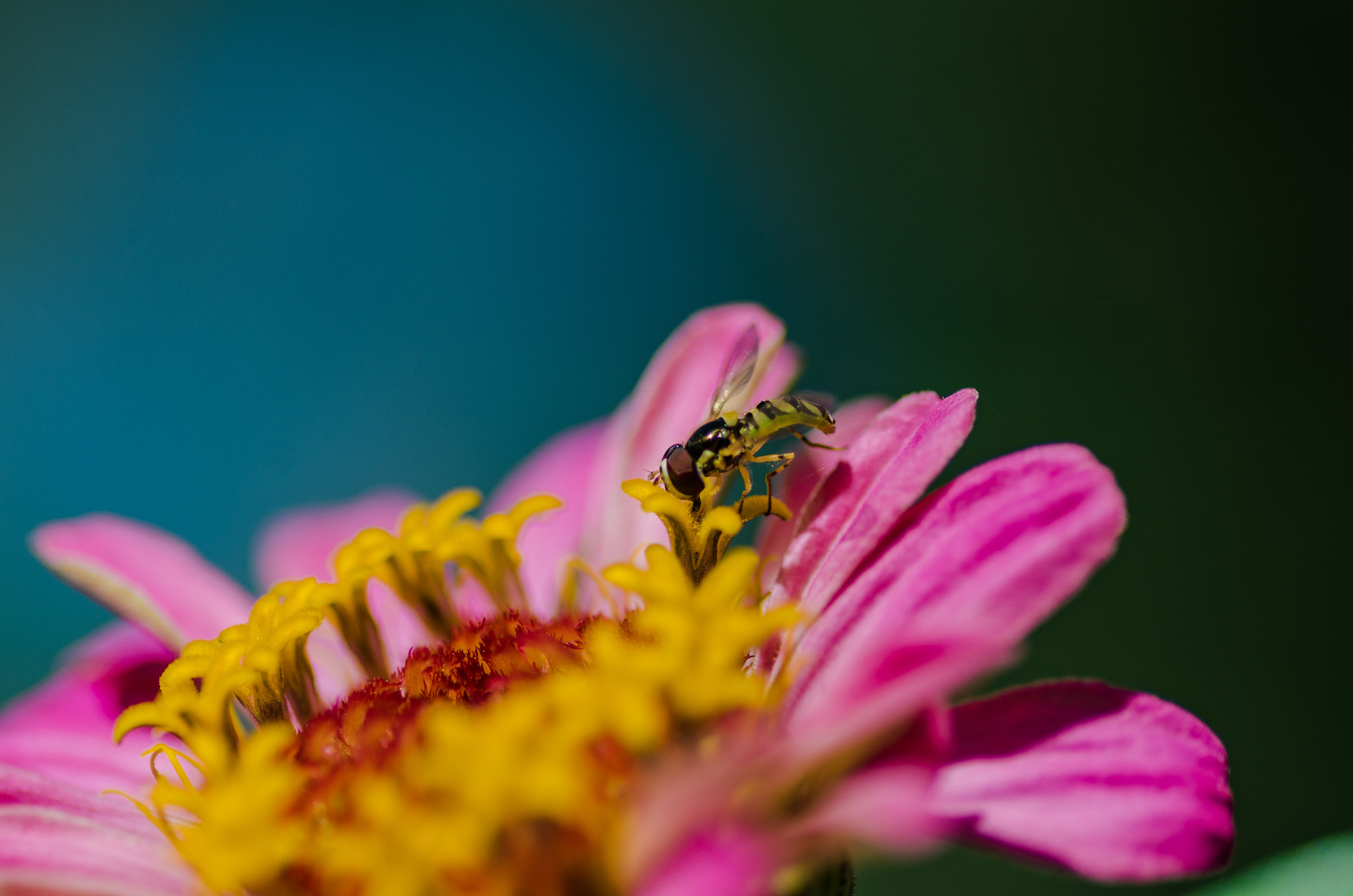 Tokina AT-X Pro 100mm F2.8 Macro sample photo. Lunch for one ☝️ photography