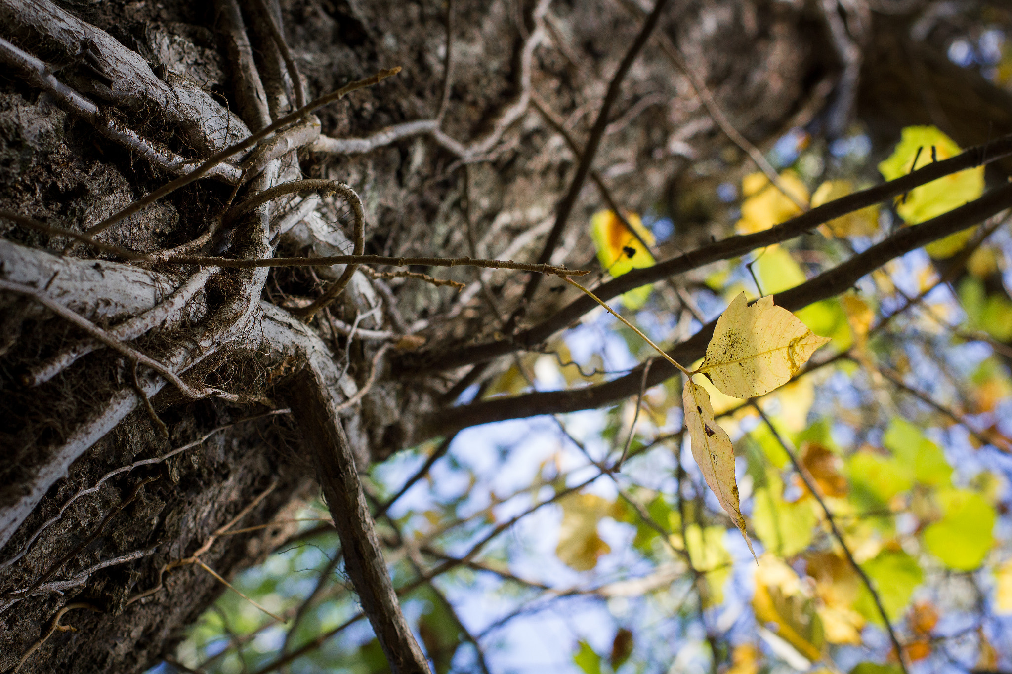 Canon EOS 550D (EOS Rebel T2i / EOS Kiss X4) sample photo. Our tree photography
