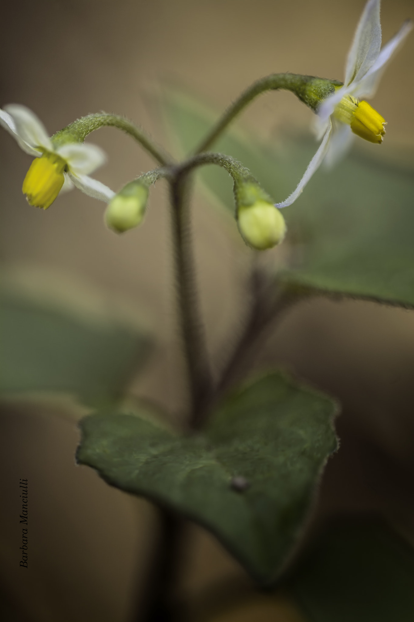 Sigma 150mm F2.8 EX DG OS Macro HSM sample photo. Il tempo divide i corpi ma non le anime photography