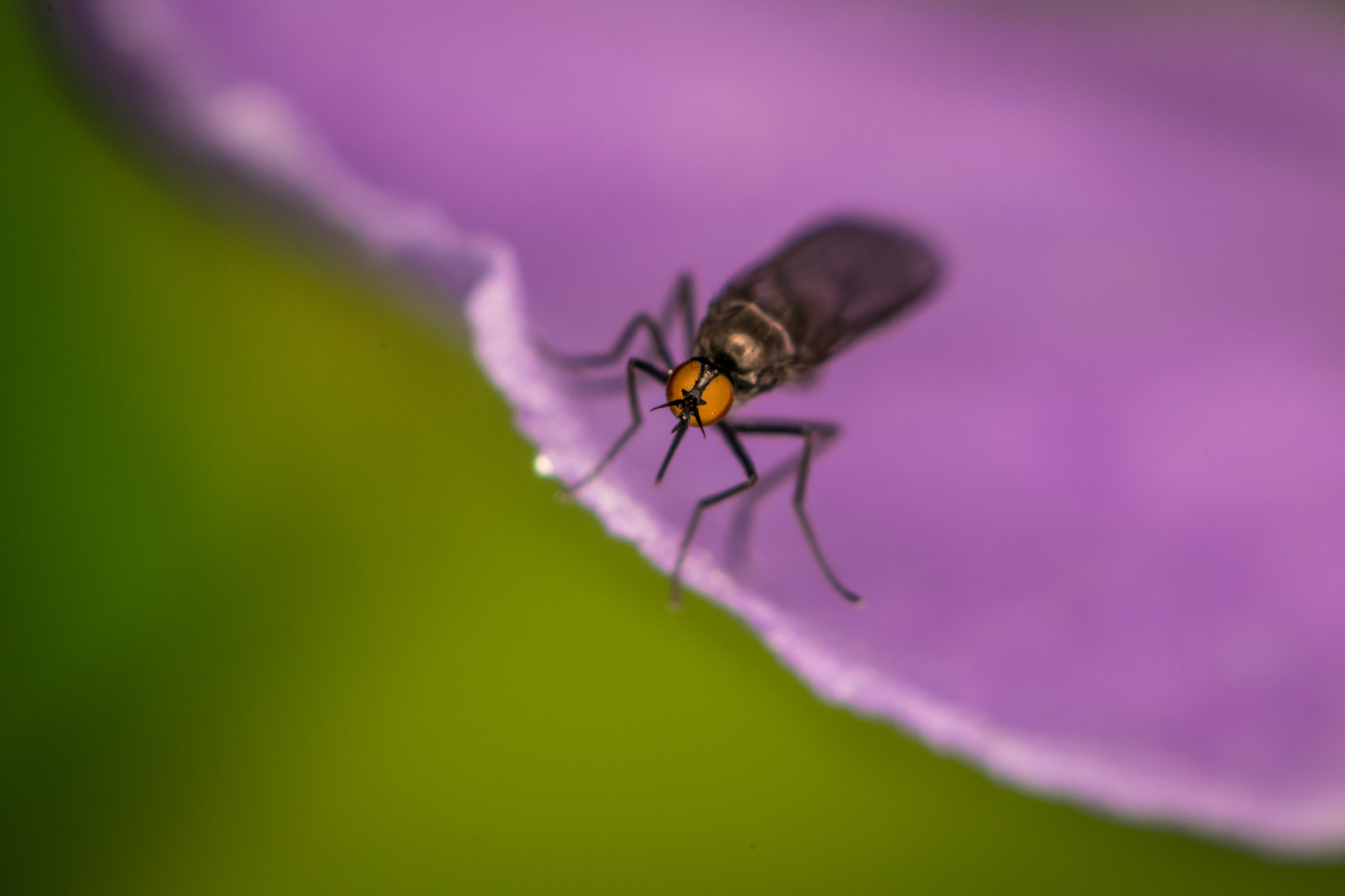 Nikon AF-S Micro-Nikkor 105mm F2.8G IF-ED VR sample photo. Beautiful insect eyes photography