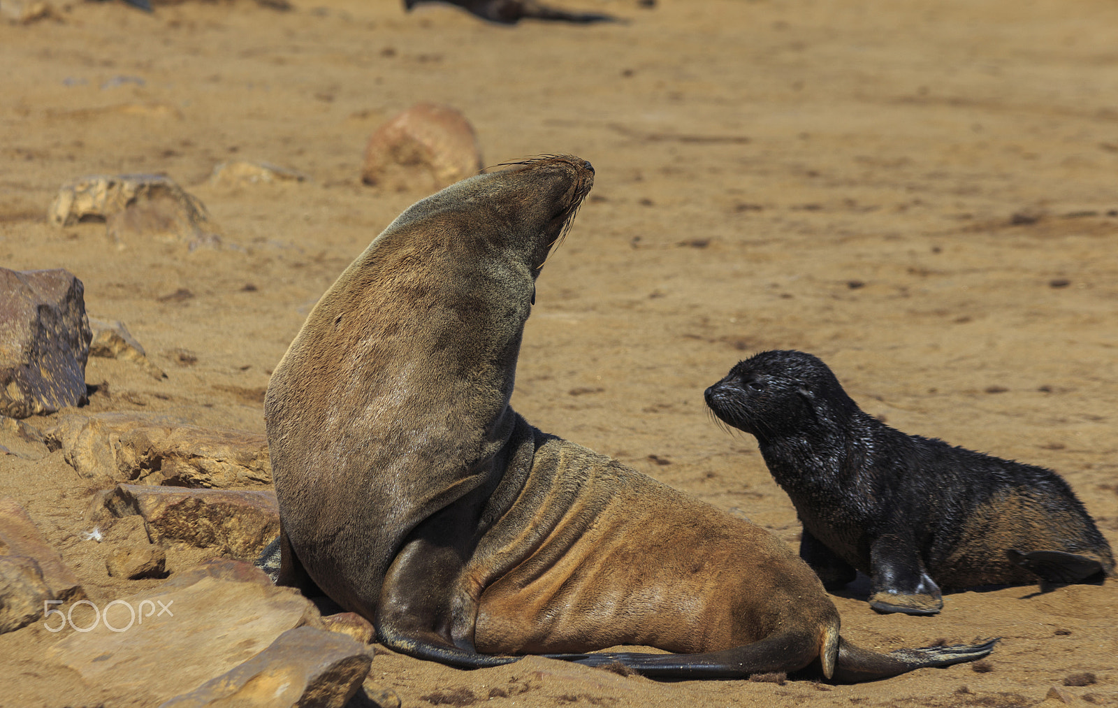 Canon EOS 6D + Canon EF 300mm F4L IS USM sample photo. Img photography