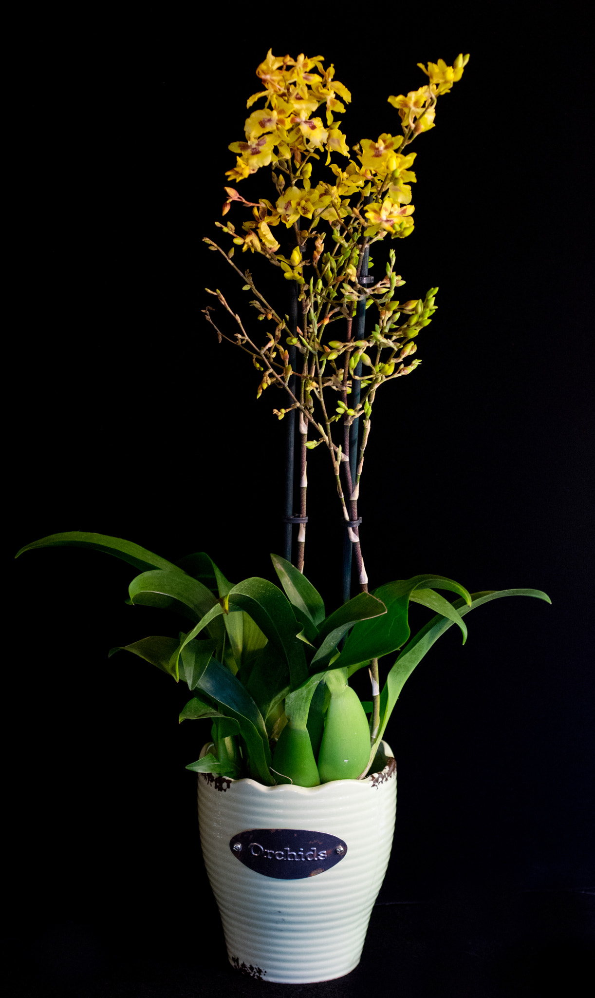 Pentax K-3 sample photo. Oncidium orchid photography