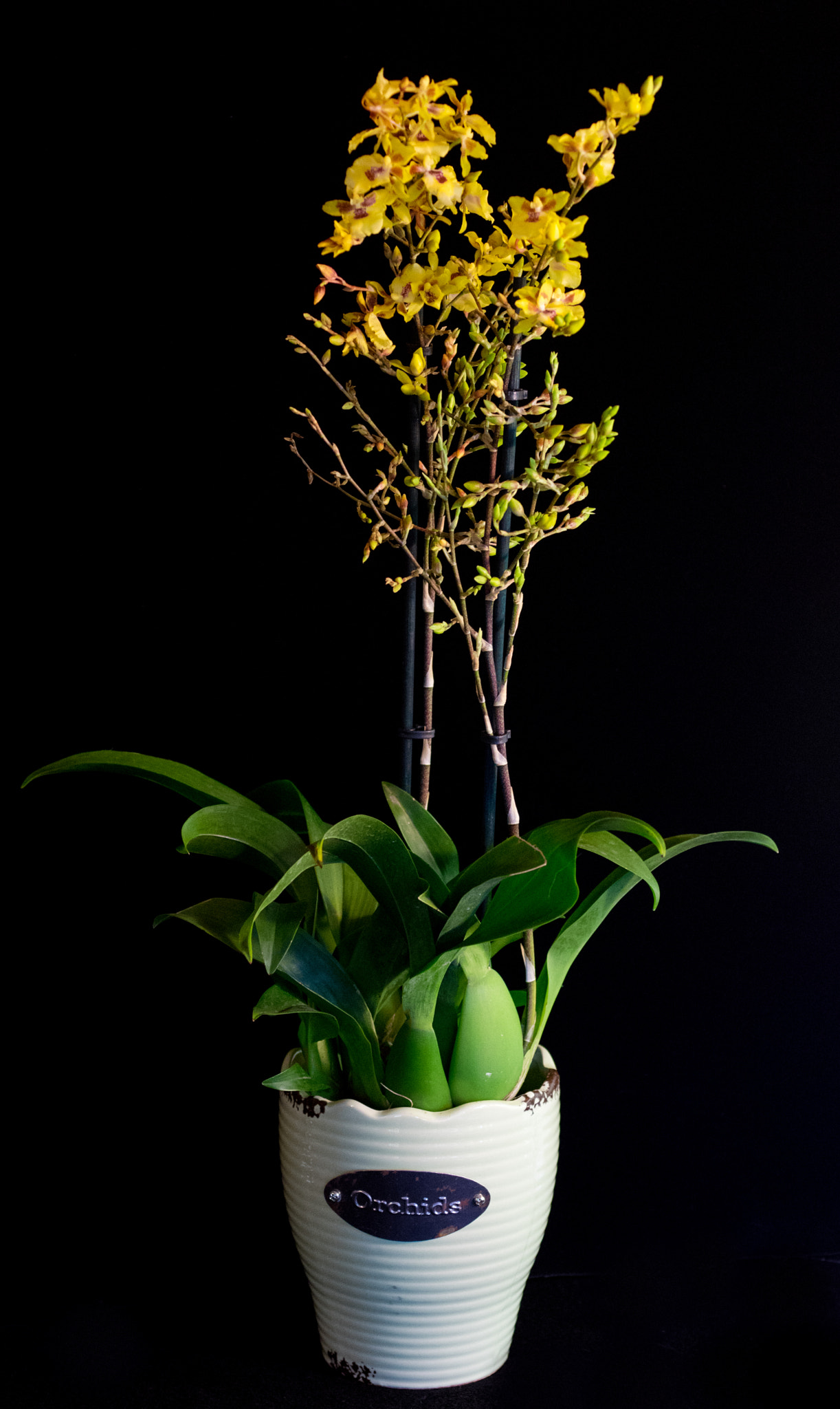 smc PENTAX-FA Macro 50mm F2.8 sample photo. Oncidium orchid photography