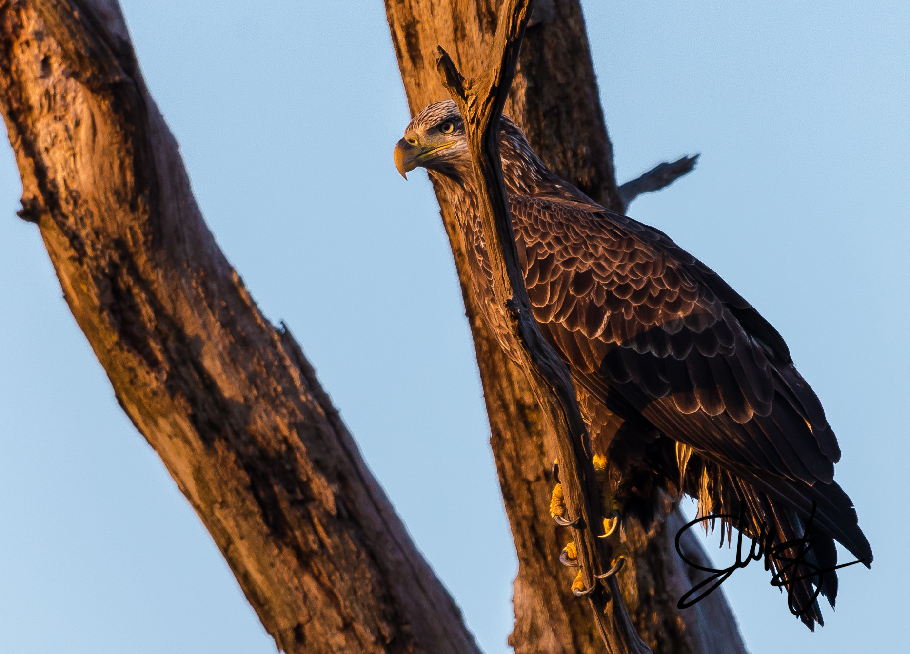 Canon EOS-1D X + Canon EF 600mm f/4L IS sample photo. Img photography