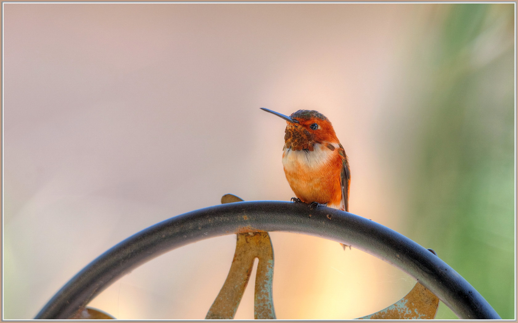 Sigma 120-400mm F4.5-5.6 DG OS HSM sample photo. The boss photography