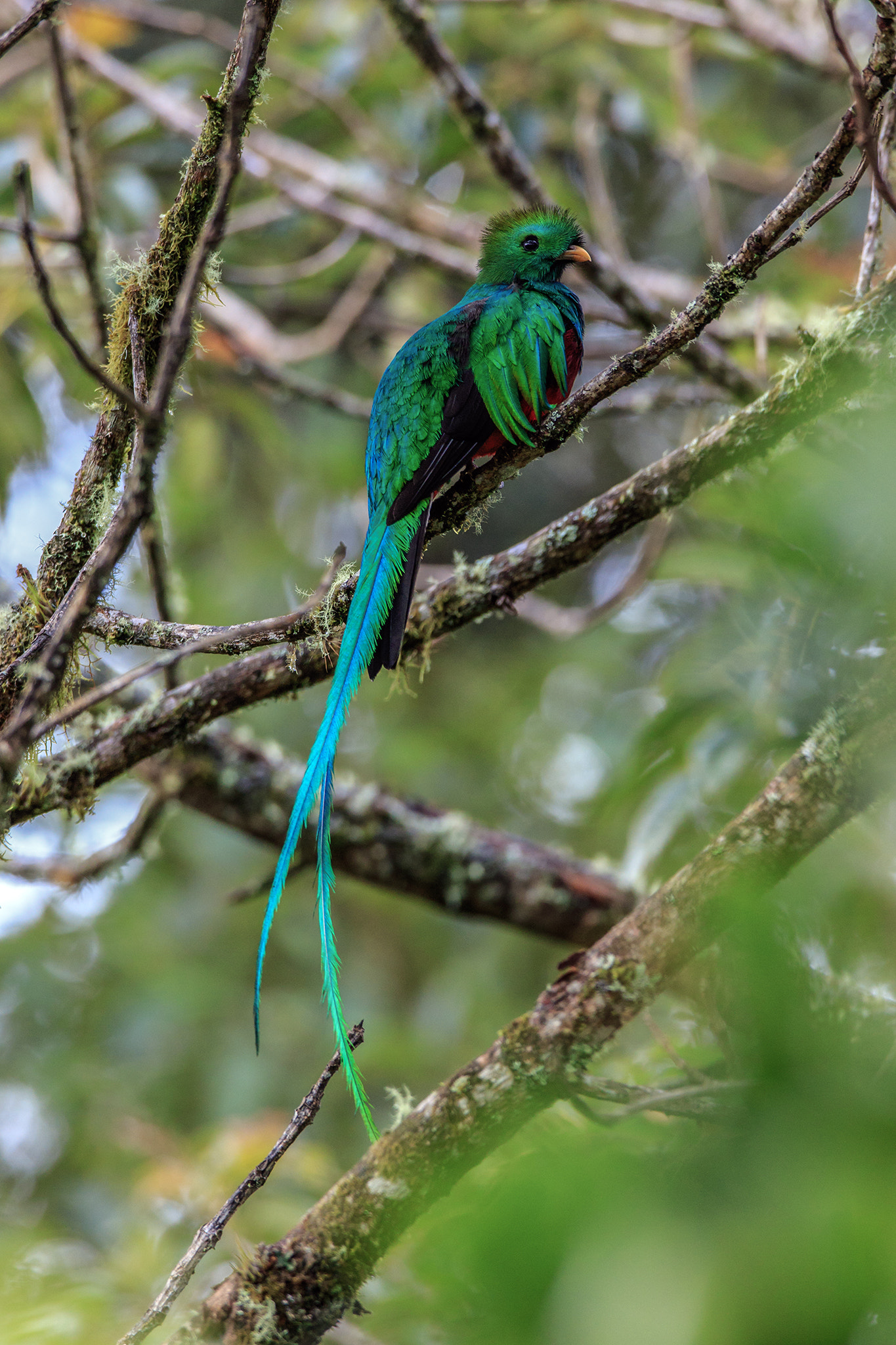 Canon EF 600mm f/4L IS sample photo. Quetzal photography