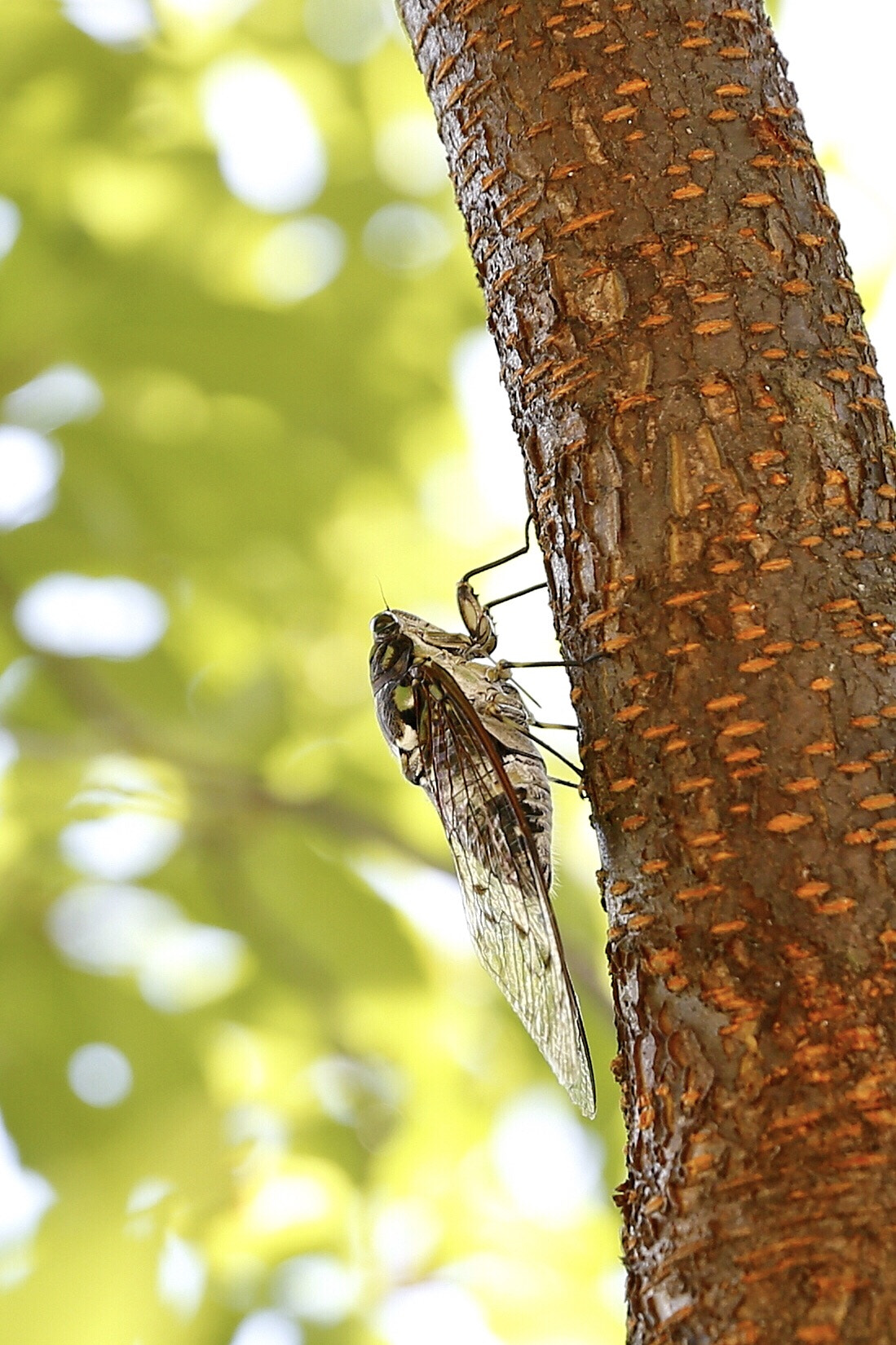 Canon EF 24-70mm F2.8L II USM sample photo. Cicada photography